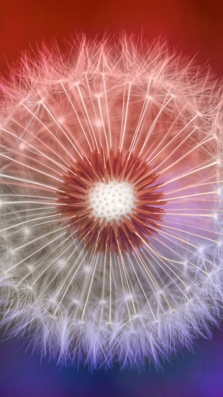 Обои одуванчик, природа, цветок, розовый, пурпур в разрешении 720x1280