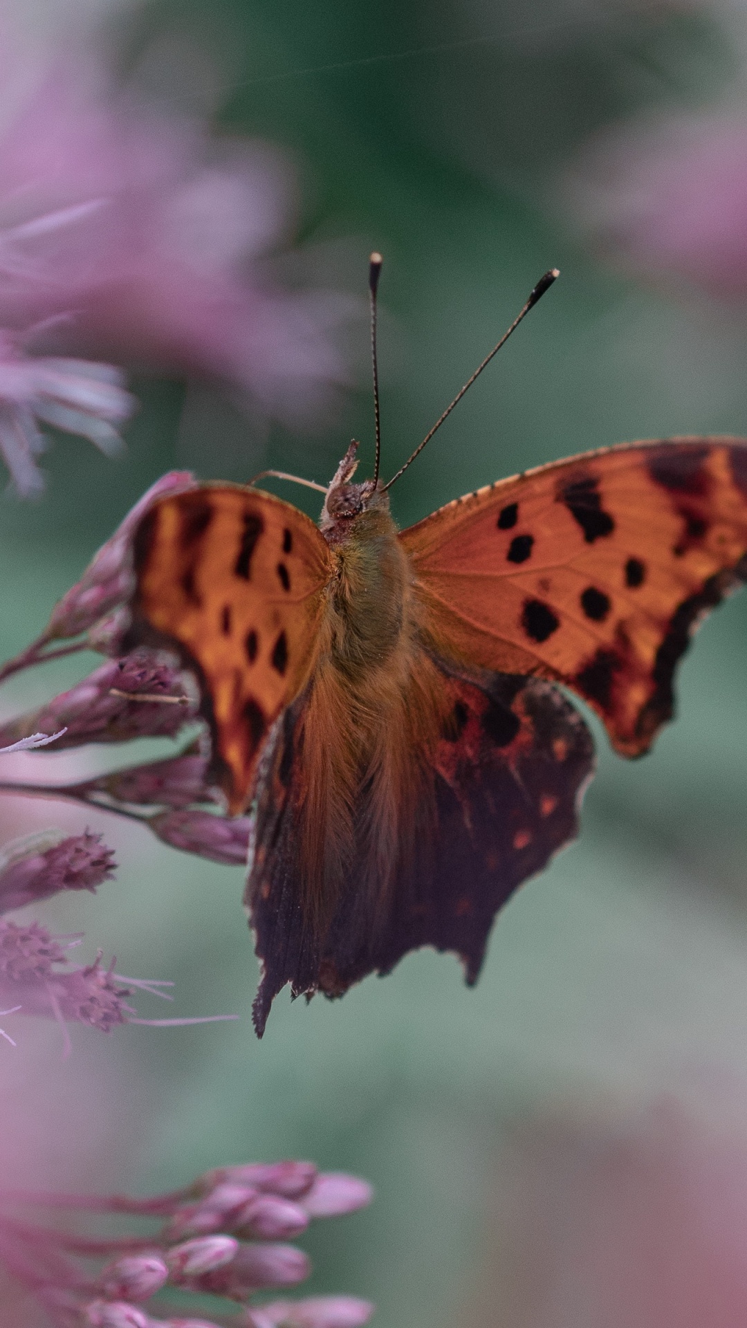 Обои насекомое, мотыльки и бабочки, бабочка, беспозвоночных, опылитель в разрешении 1080x1920