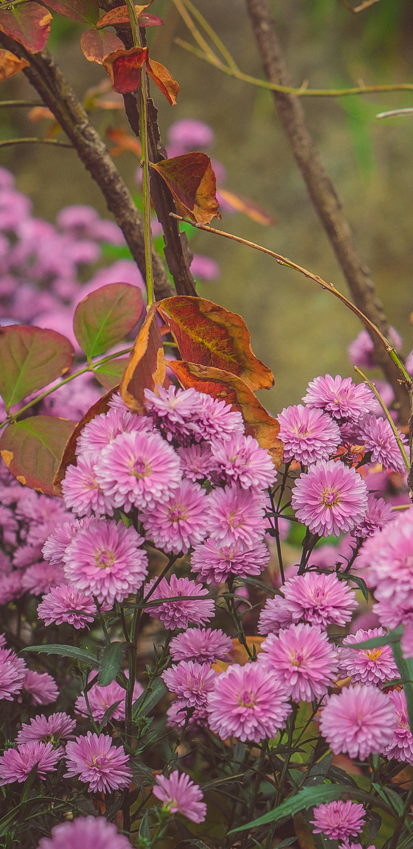 Обои цветок, Хризантема, цветковое растение, растение, розовый в разрешении 1440x2960