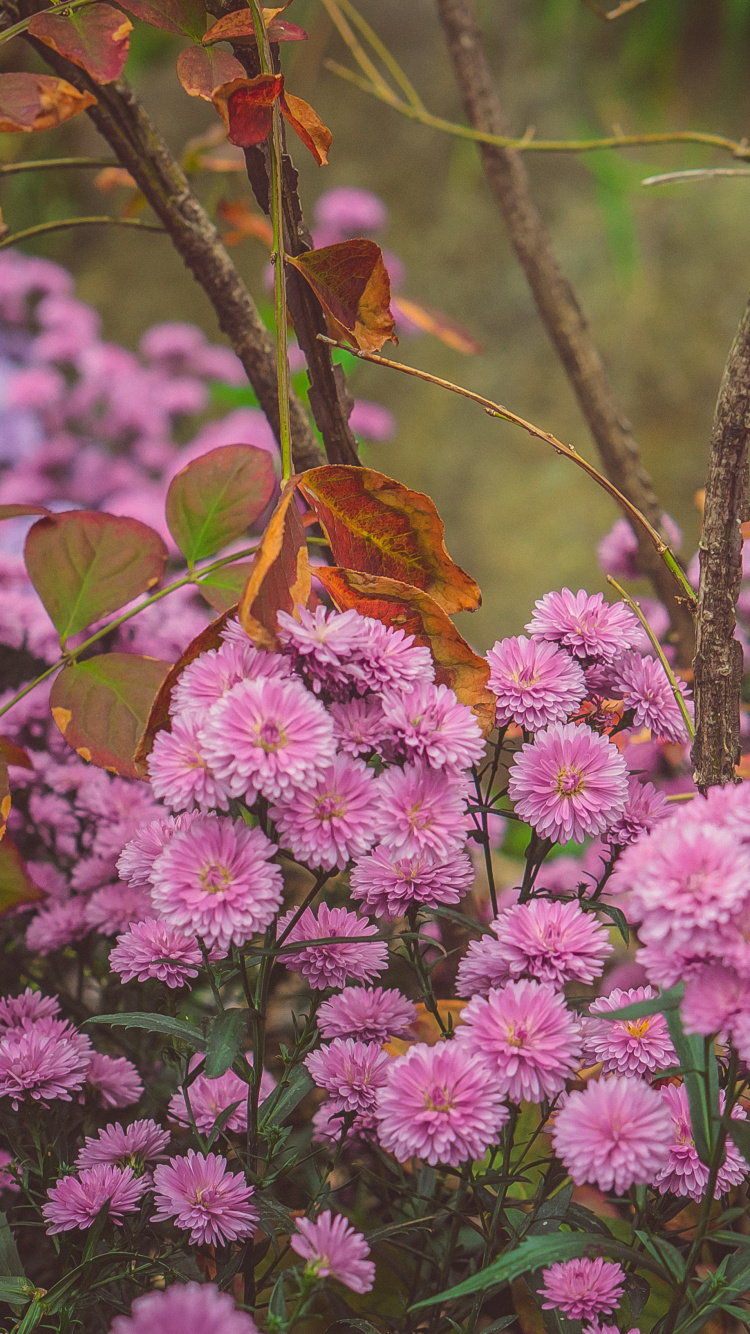 Обои цветок, Хризантема, цветковое растение, растение, розовый в разрешении 750x1334