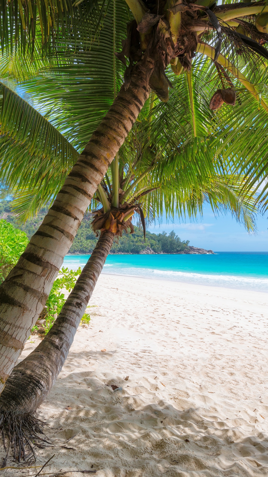 Обои пляж, берег, дерево, тропическая зона, Пальма в разрешении 1080x1920