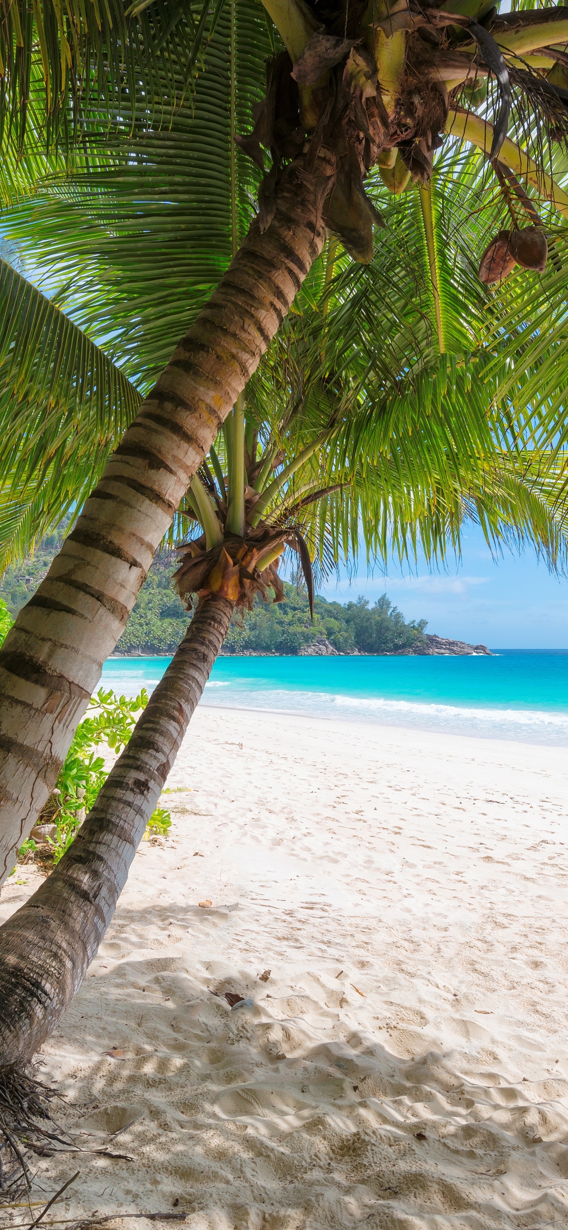 Обои пляж, берег, дерево, тропическая зона, Пальма в разрешении 1125x2436