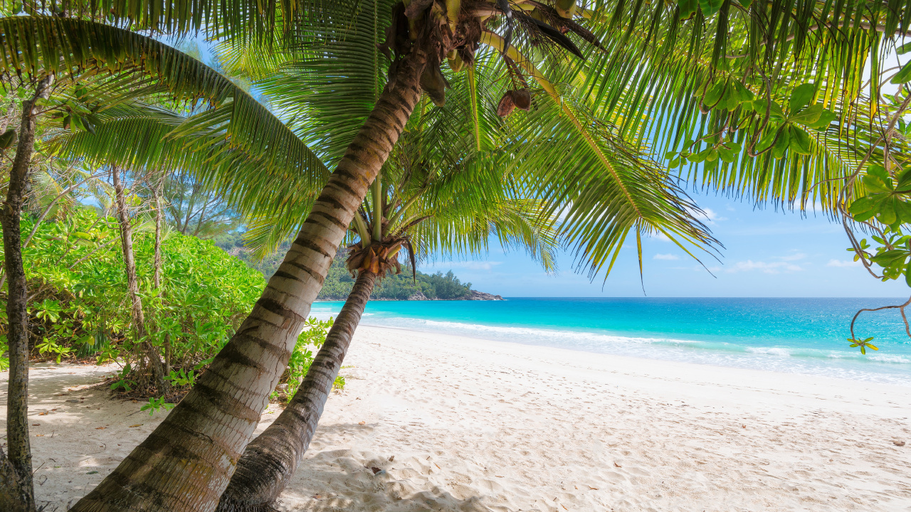 Обои пляж, берег, дерево, тропическая зона, Пальма в разрешении 1280x720