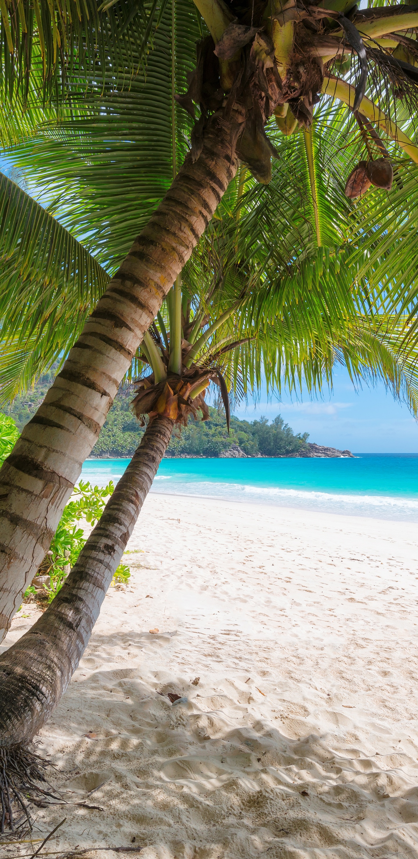 Обои пляж, берег, дерево, тропическая зона, Пальма в разрешении 1440x2960