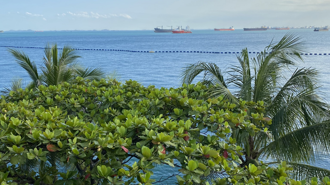 Обои растительность, пальмовые рощи, вода, лист, океан в разрешении 1280x720