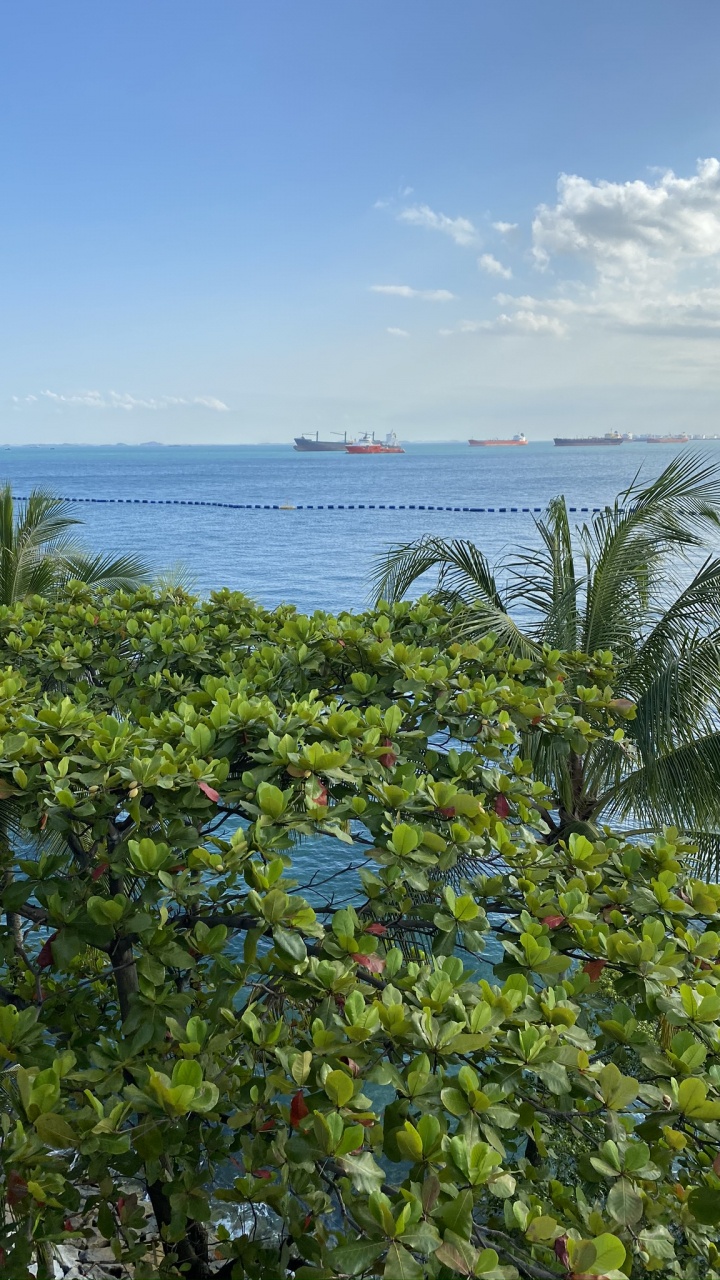 Обои растительность, пальмовые рощи, вода, лист, океан в разрешении 720x1280