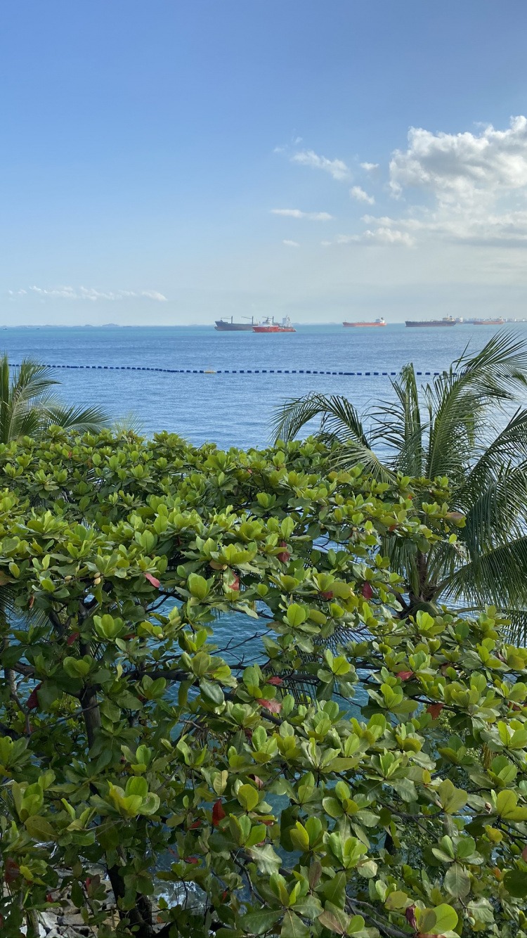 Обои растительность, пальмовые рощи, вода, лист, океан в разрешении 750x1334