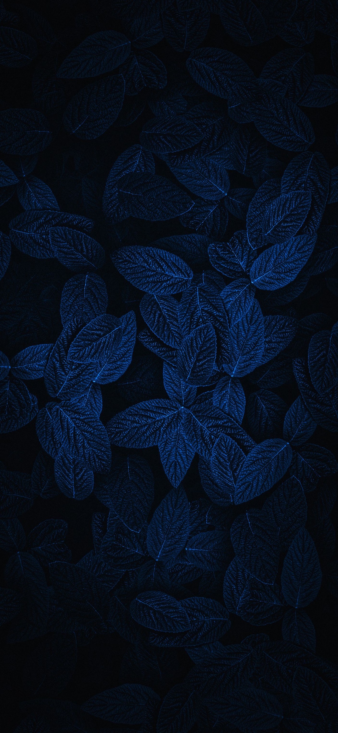 Обои свет, дизайн, растение, лепесток, скатерть в разрешении 1125x2436