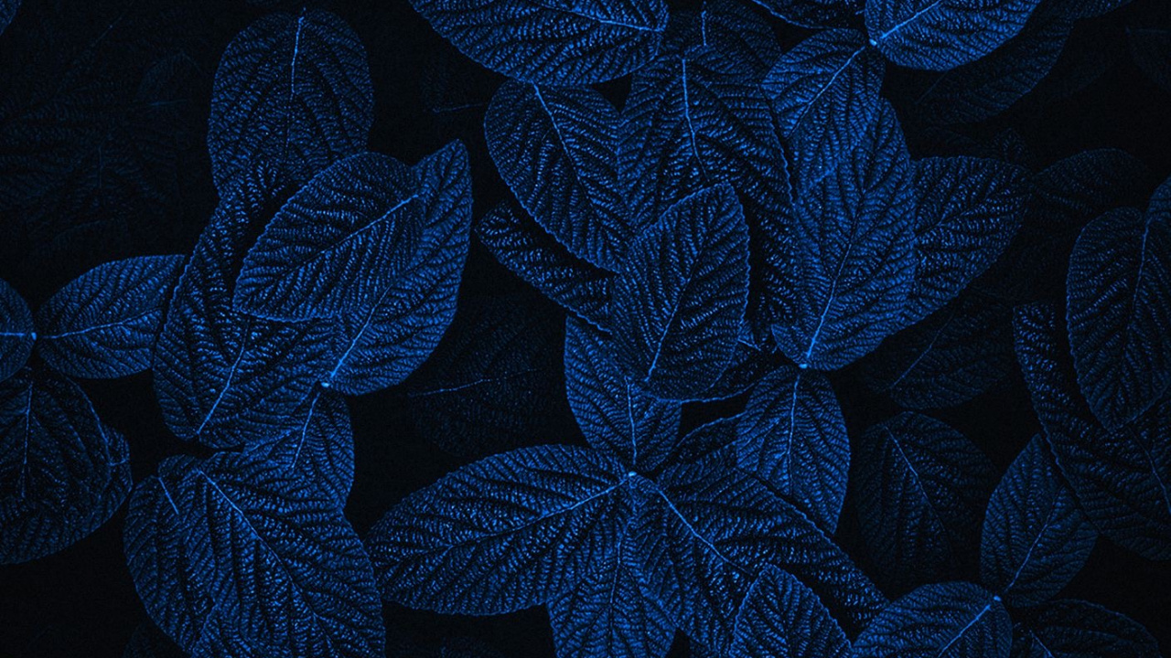 Обои свет, дизайн, растение, лепесток, скатерть в разрешении 1280x720