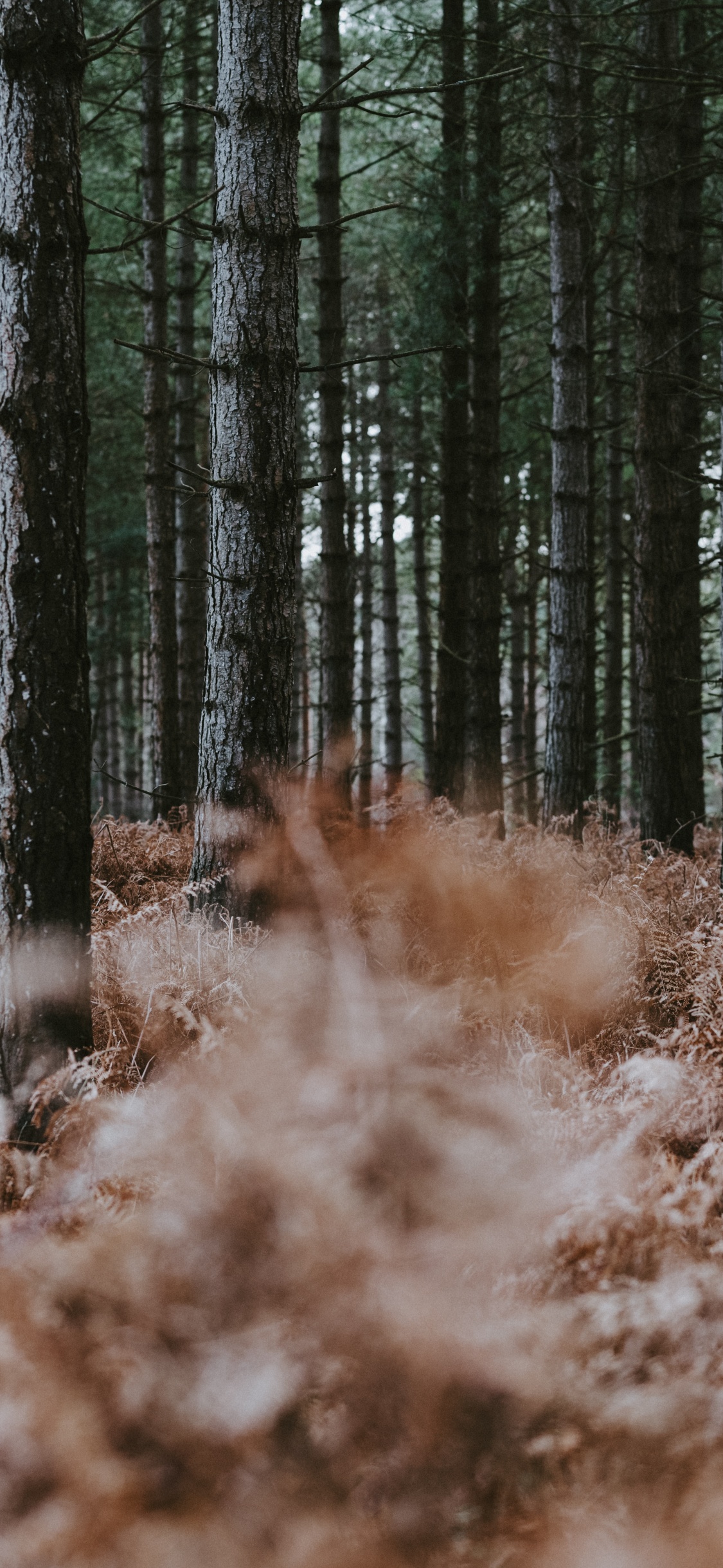 Обои северный лиственный лес, ствол, окружающая среда, папоротник, лесистая местность в разрешении 1125x2436