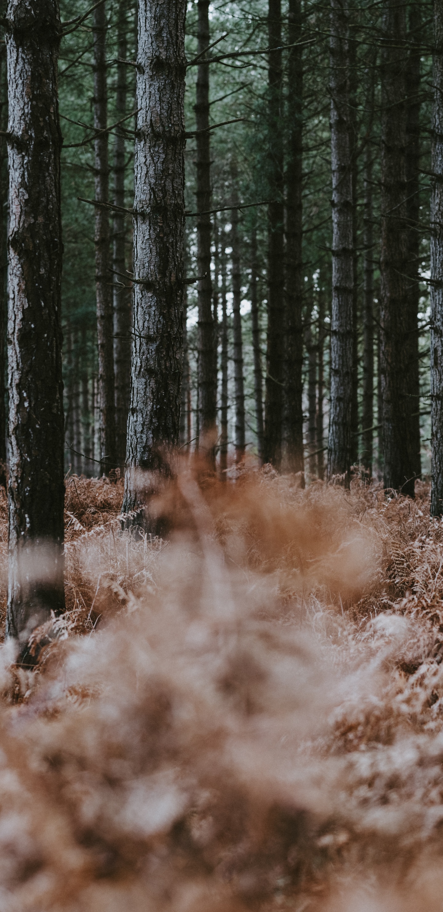 Обои северный лиственный лес, ствол, окружающая среда, папоротник, лесистая местность в разрешении 1440x2960