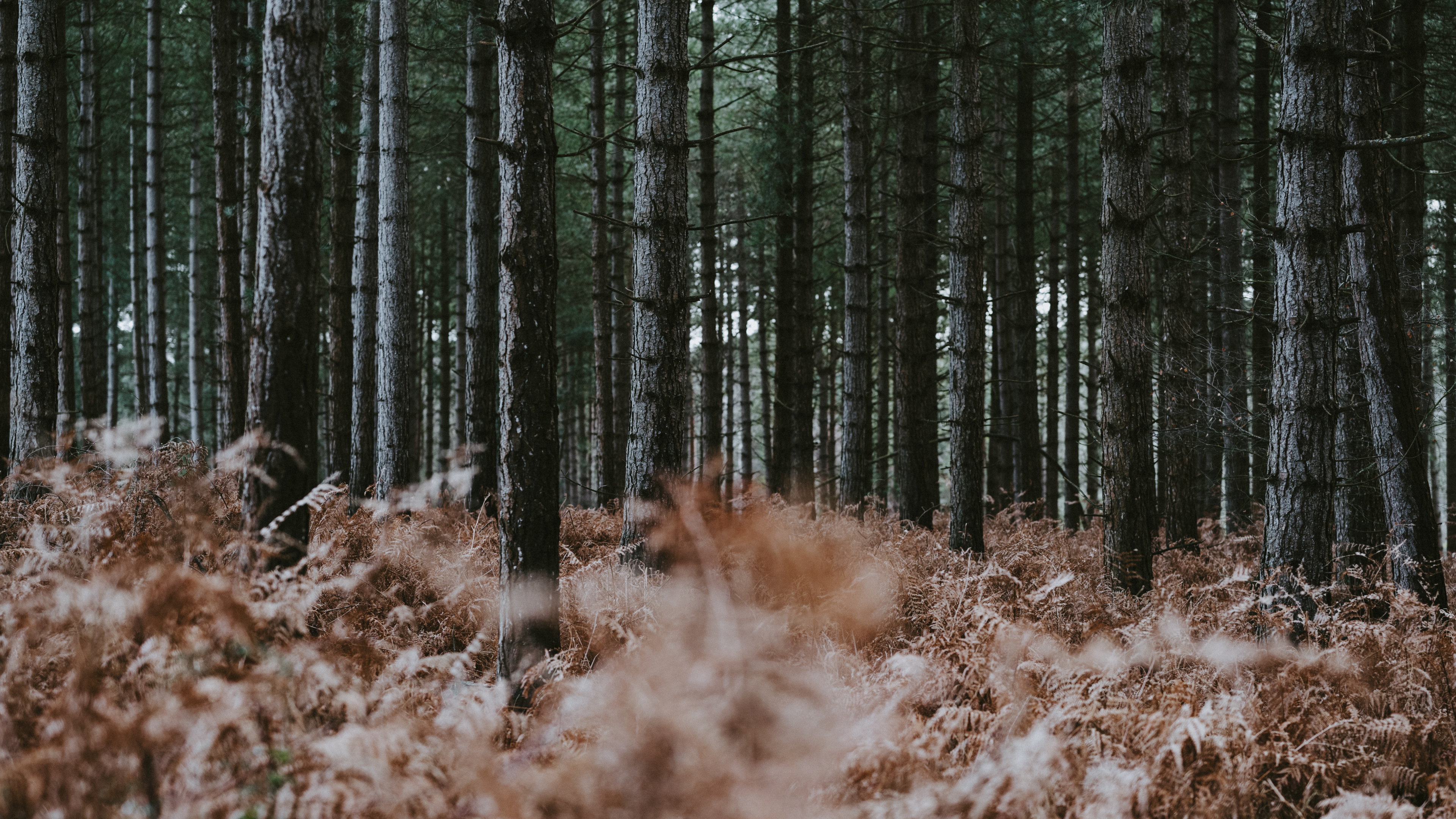 Обои северный лиственный лес, ствол, окружающая среда, папоротник, лесистая местность в разрешении 3840x2160