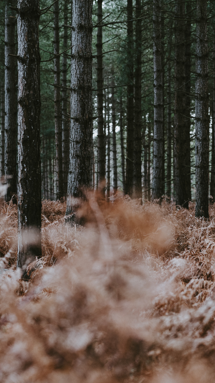 Обои северный лиственный лес, ствол, окружающая среда, папоротник, лесистая местность в разрешении 750x1334