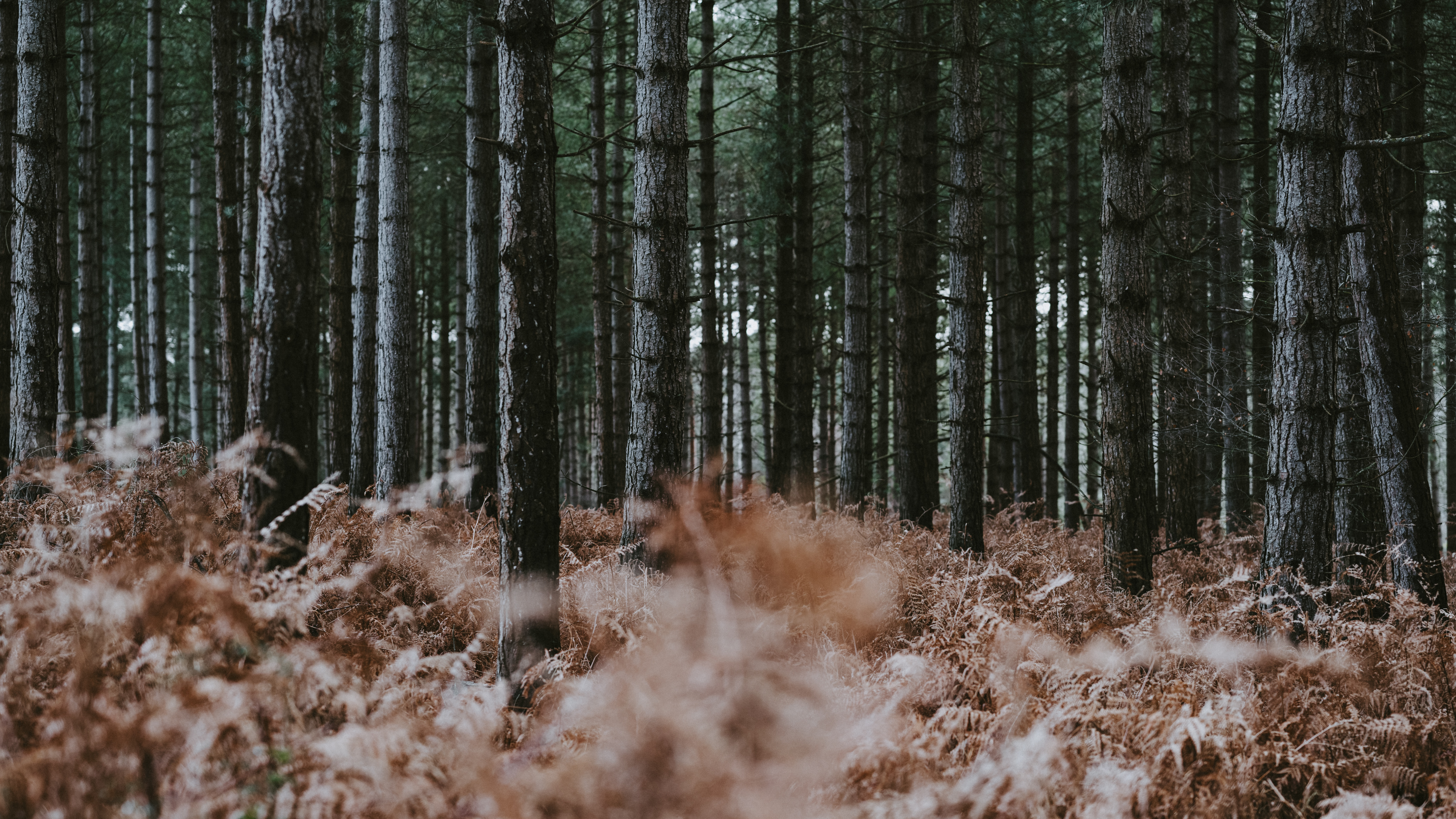 Обои северный лиственный лес, ствол, окружающая среда, папоротник, лесистая местность в разрешении 7680x4320