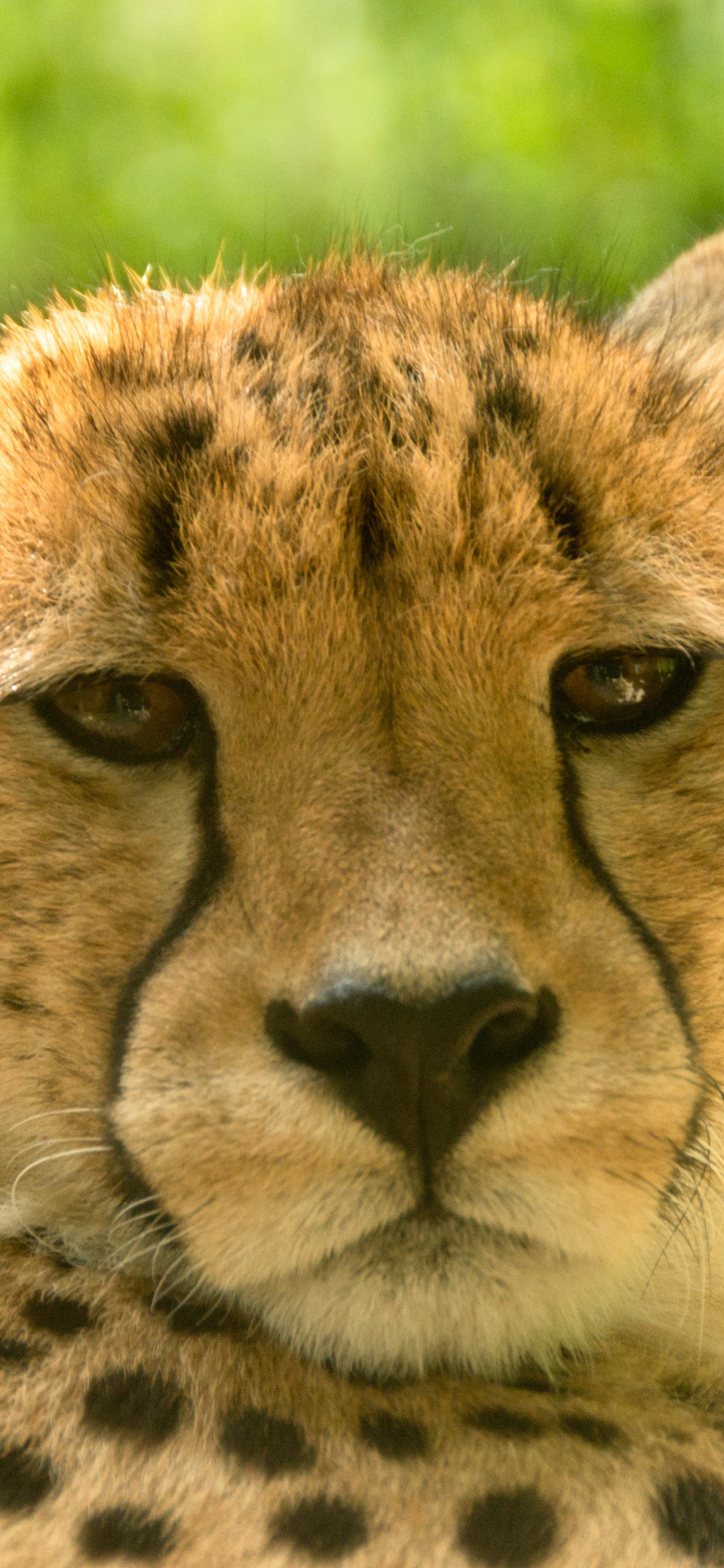 Обои Гепард, Лев, наземные животные, живая природа, бакенбарды в разрешении 1242x2688