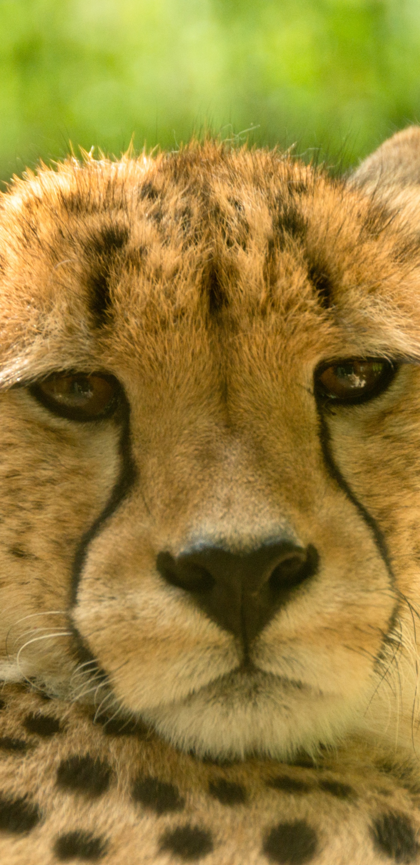 Обои Гепард, Лев, наземные животные, живая природа, бакенбарды в разрешении 1440x2960