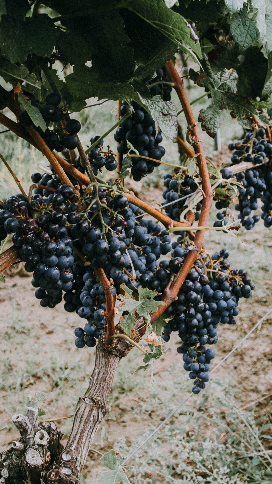 Обои фрукты, виноградные листья, вино, растение, семья грейпвайн в разрешении 1080x1920