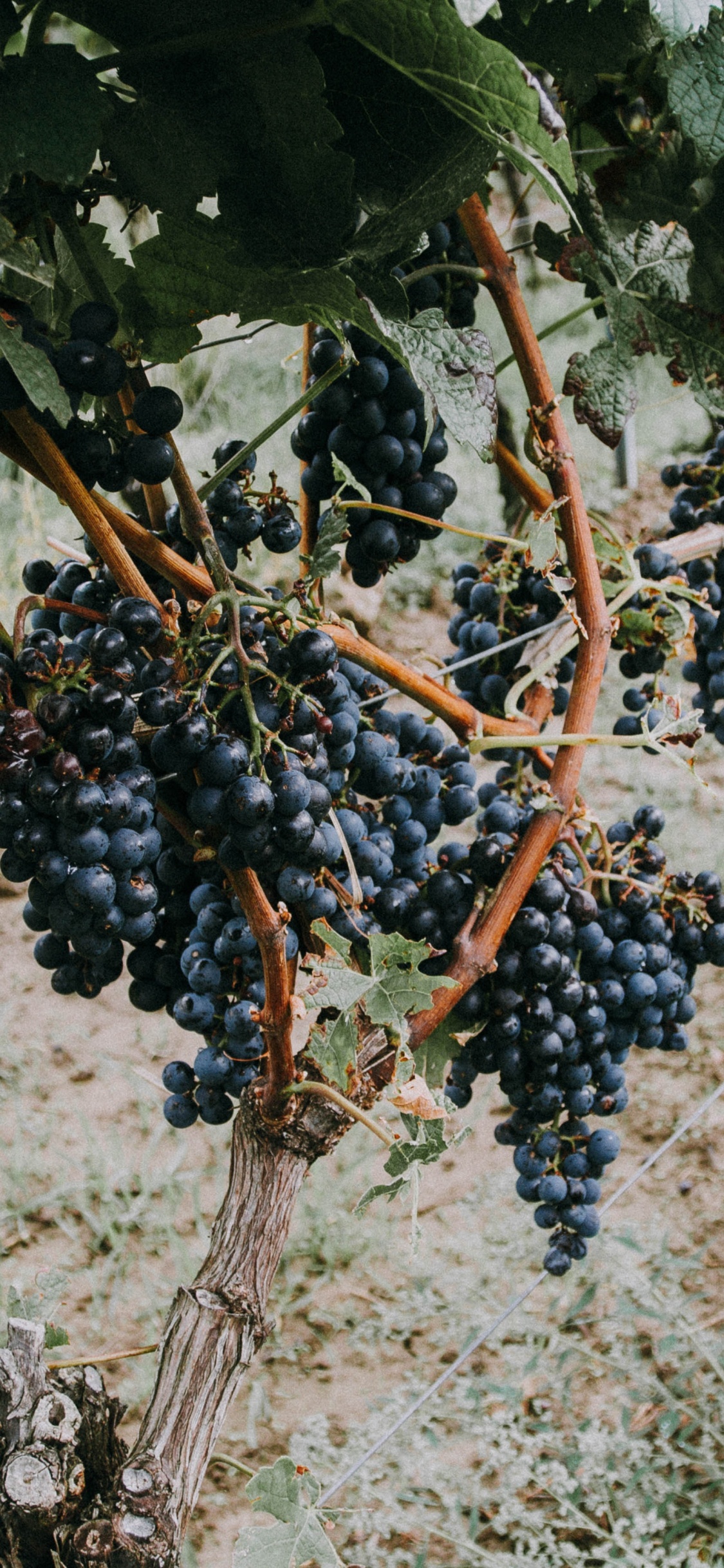 Обои фрукты, виноградные листья, вино, растение, семья грейпвайн в разрешении 1125x2436
