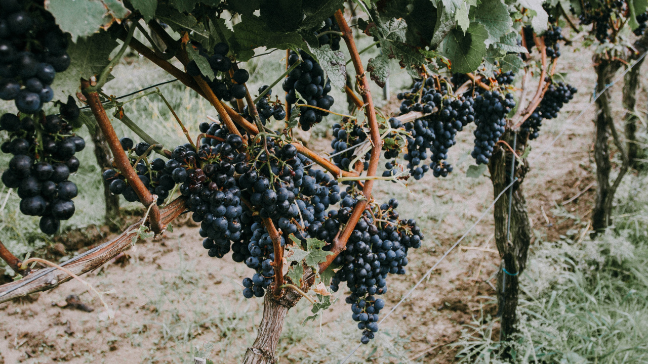 Обои фрукты, виноградные листья, вино, растение, семья грейпвайн в разрешении 1280x720