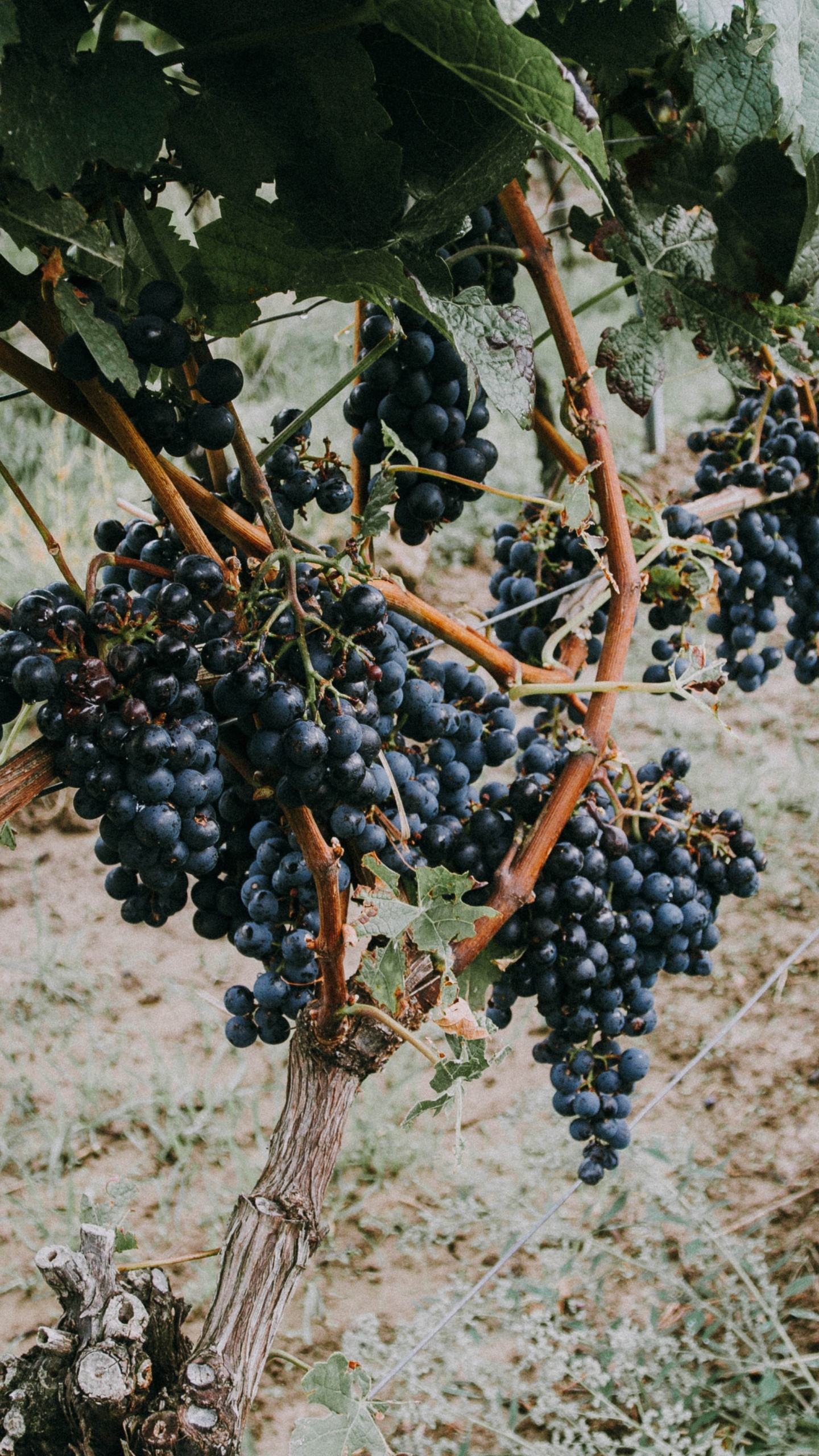 Обои фрукты, виноградные листья, вино, растение, семья грейпвайн в разрешении 1440x2560