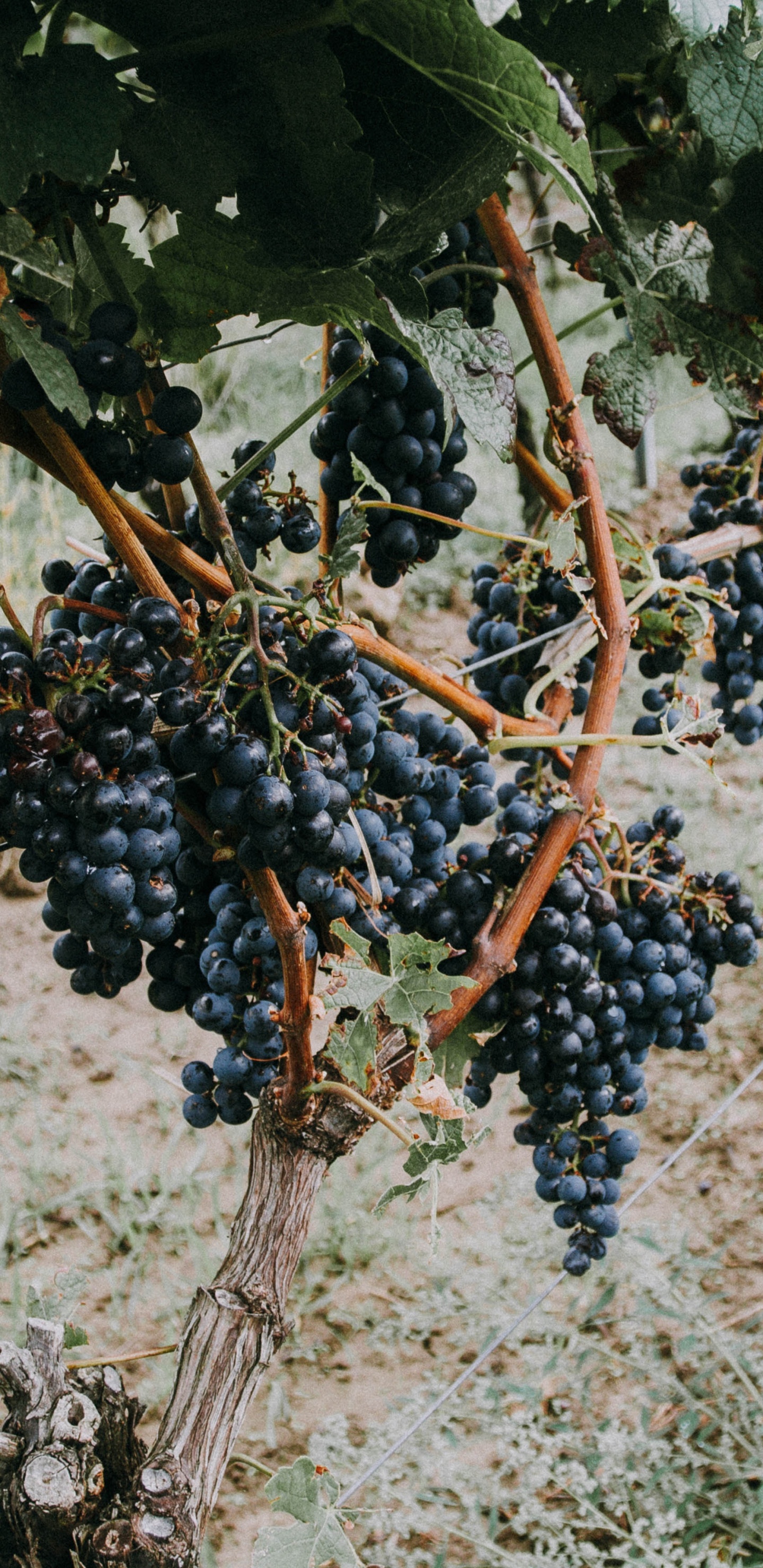 Обои фрукты, виноградные листья, вино, растение, семья грейпвайн в разрешении 1440x2960