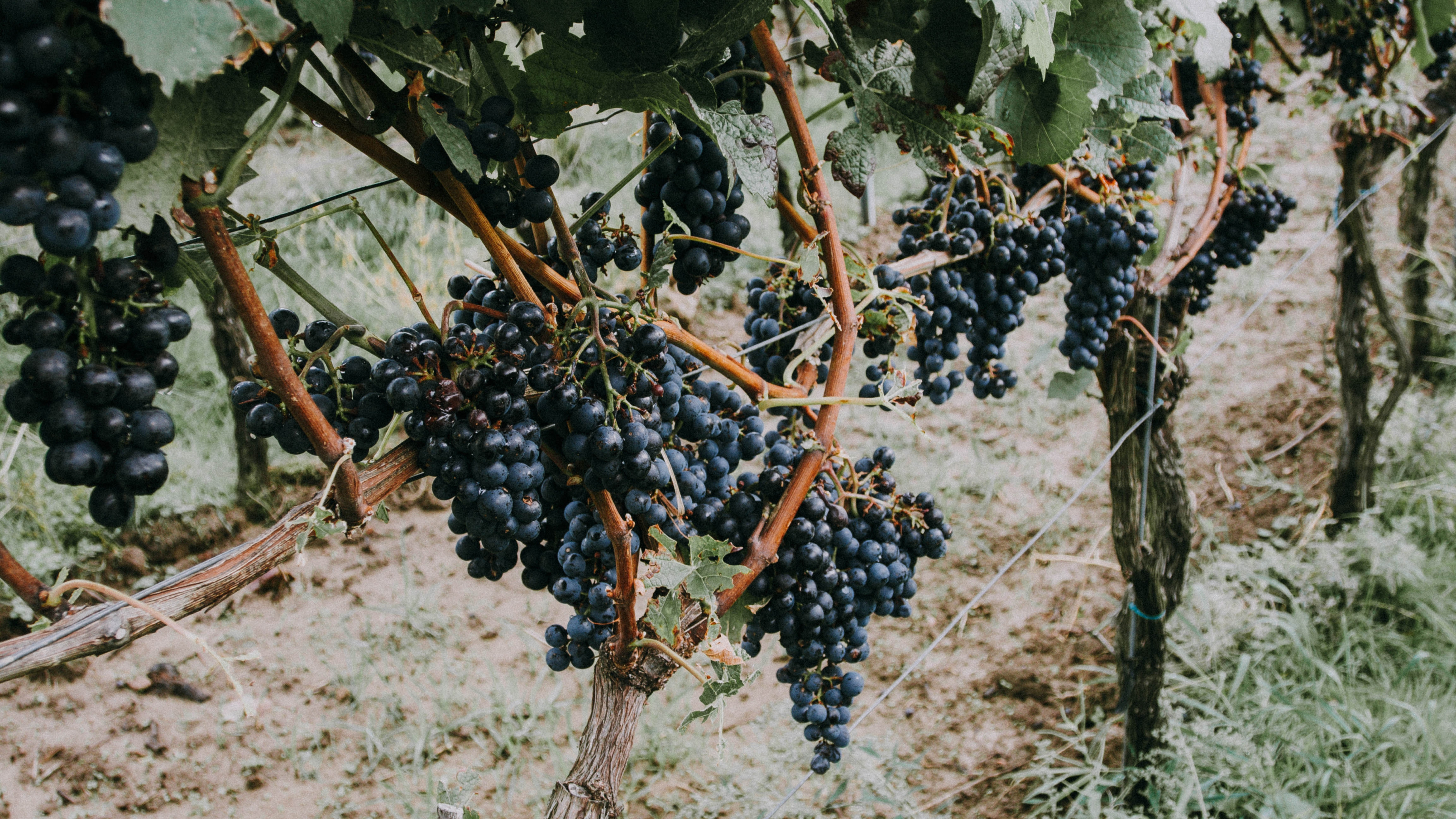 Обои фрукты, виноградные листья, вино, растение, семья грейпвайн в разрешении 3840x2160