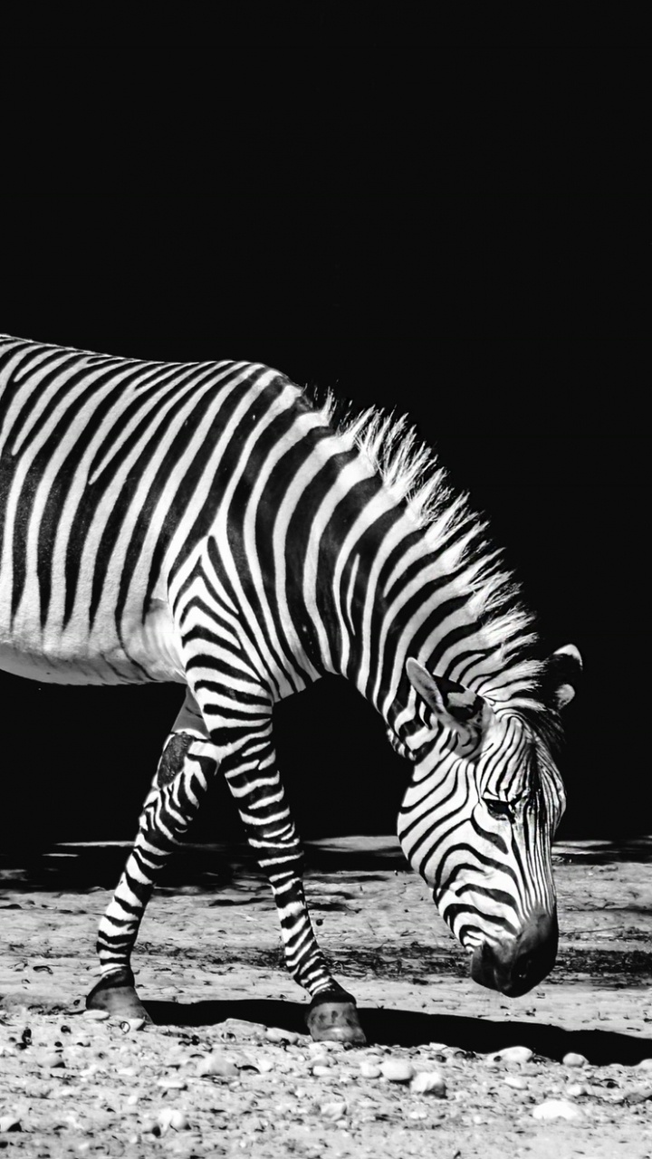 Обои зебра, живая природа, наземные животные, черный, белые в разрешении 720x1280