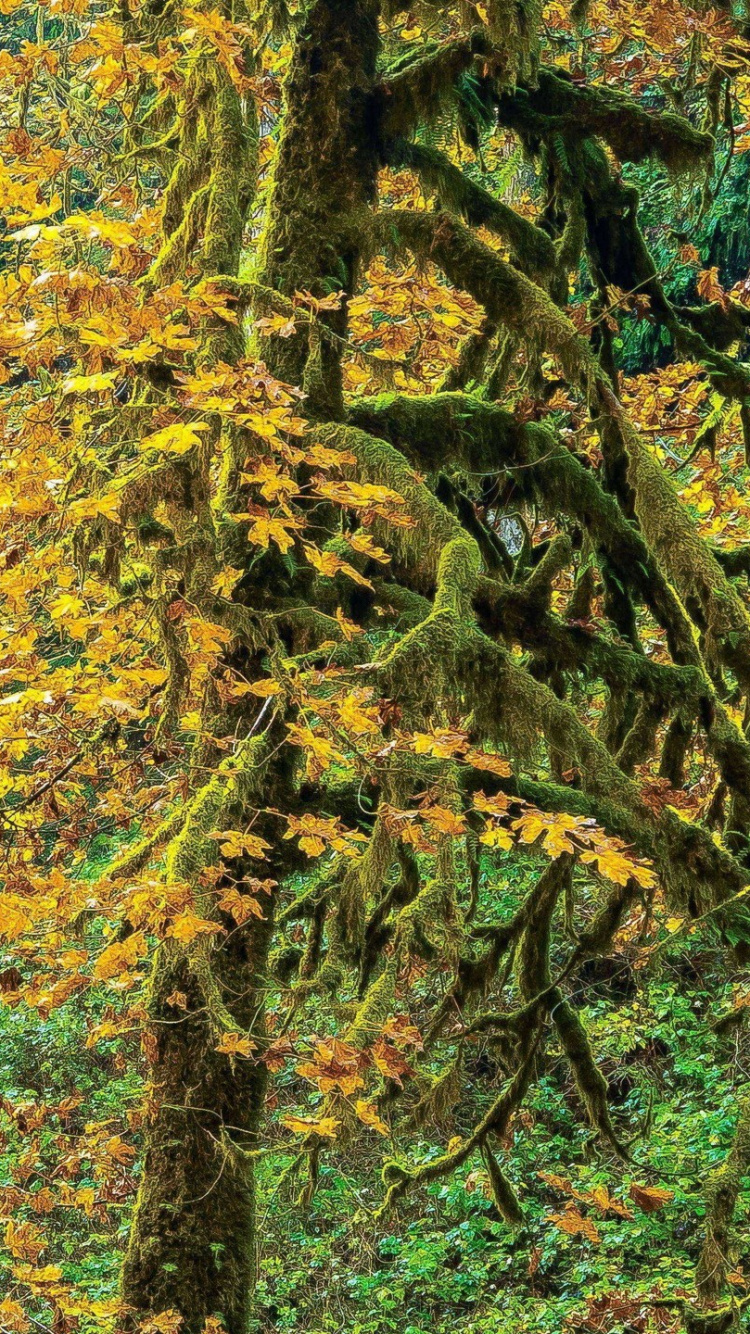 Обои водопад, природа, вода, растительность, природный заповедник в разрешении 750x1334