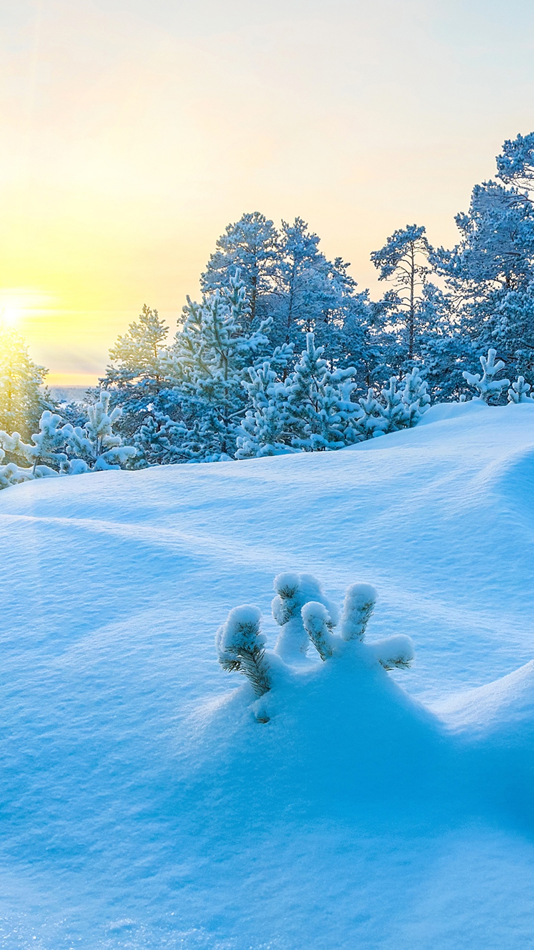 Обои снег, зима, синий, природа, дерево в разрешении 1080x1920