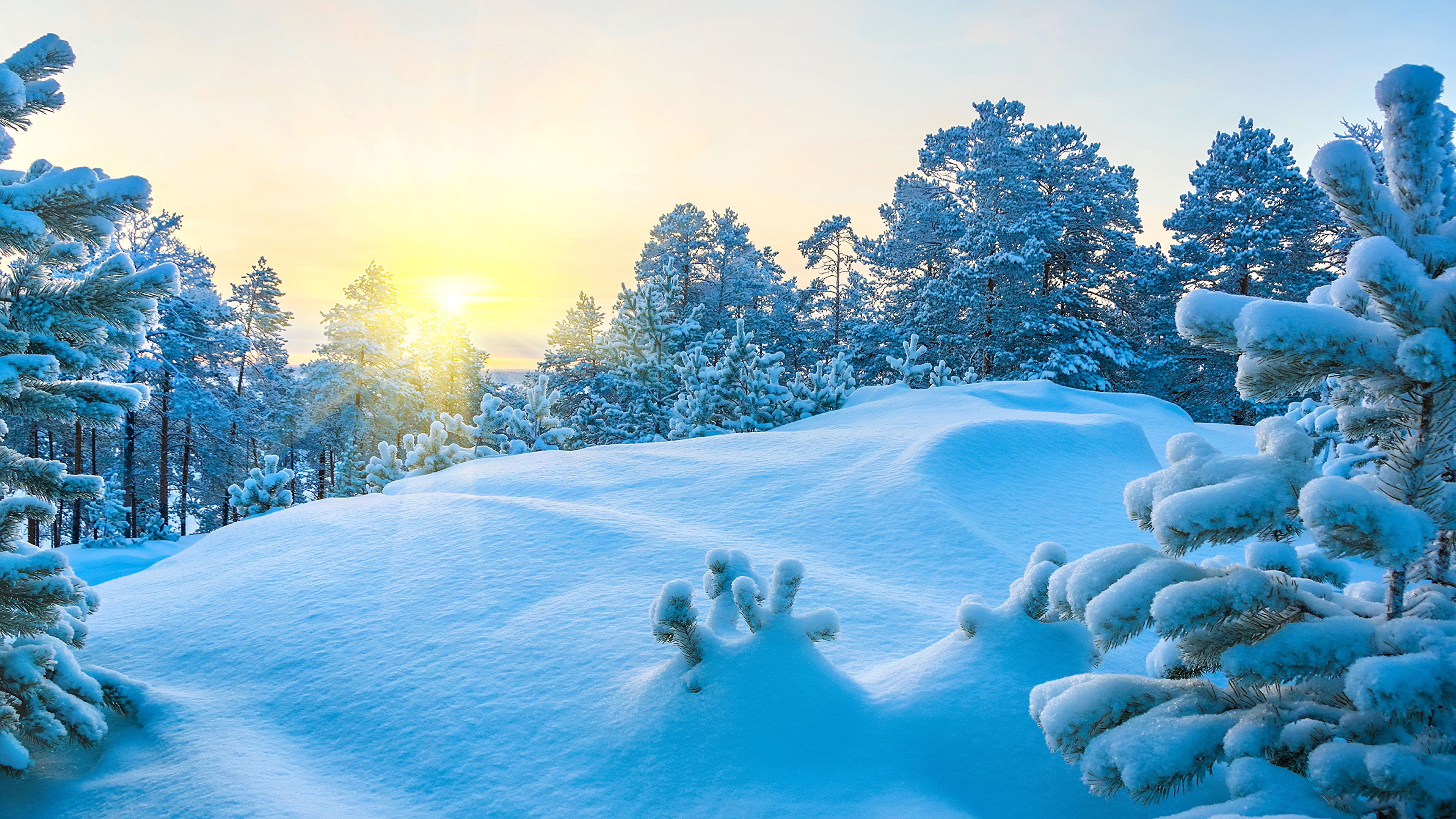 Обои снег, зима, синий, природа, дерево в разрешении 3840x2160