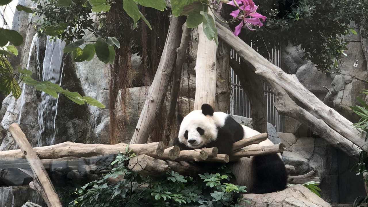 Обои панда, гигантская панда, лепесток, наземные животные, пурпурный цвет в разрешении 1280x720