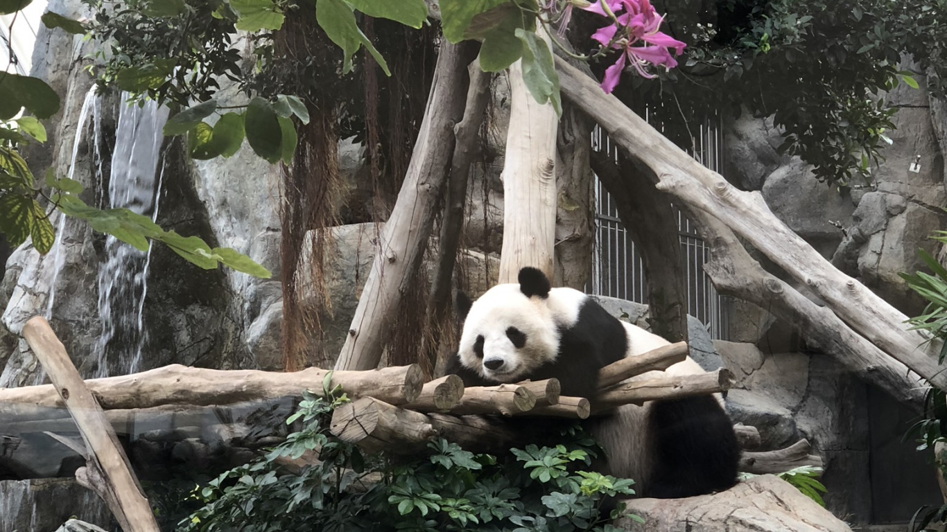 Обои панда, гигантская панда, лепесток, наземные животные, пурпурный цвет в разрешении 1366x768