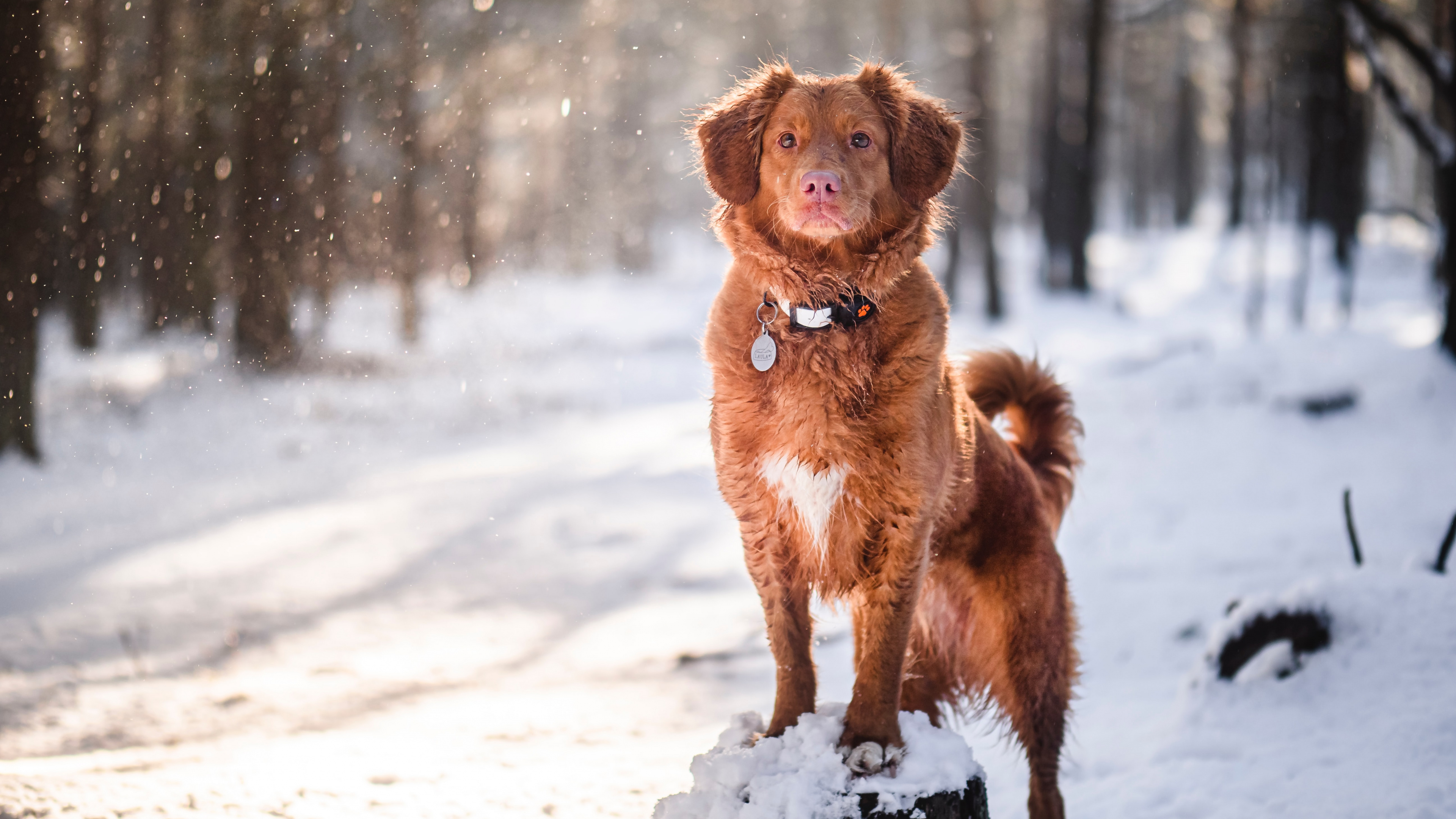 Обои золотистый ретривер, лабрадор, щенок, новошотландский ретривер, датский дог в разрешении 3840x2160