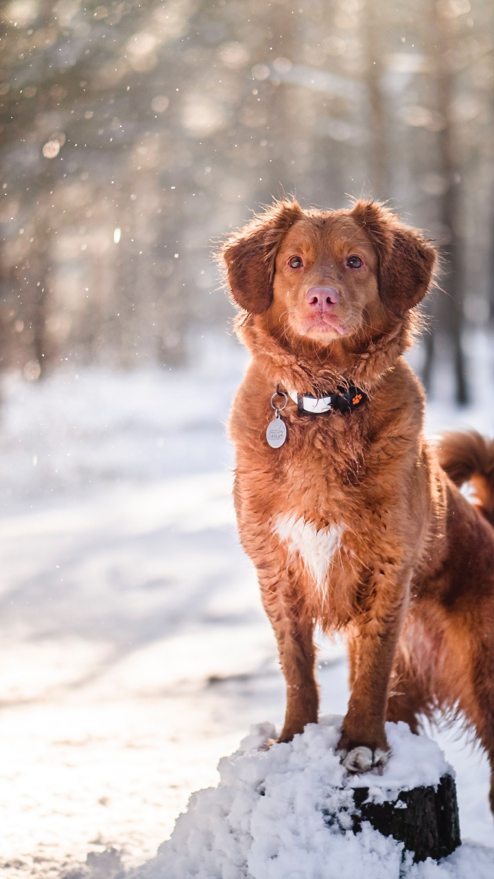 Обои золотистый ретривер, лабрадор, щенок, новошотландский ретривер, датский дог в разрешении 720x1280