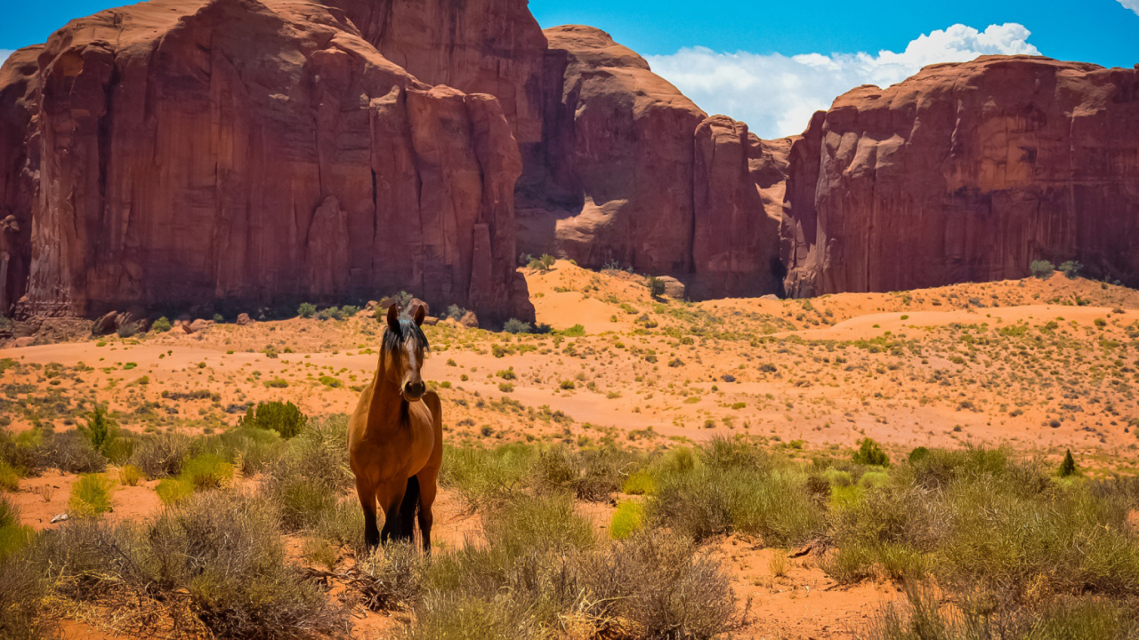 Обои американской границы, вестерн, бесплодные земли, дикая местность, национальный парк в разрешении 1280x720