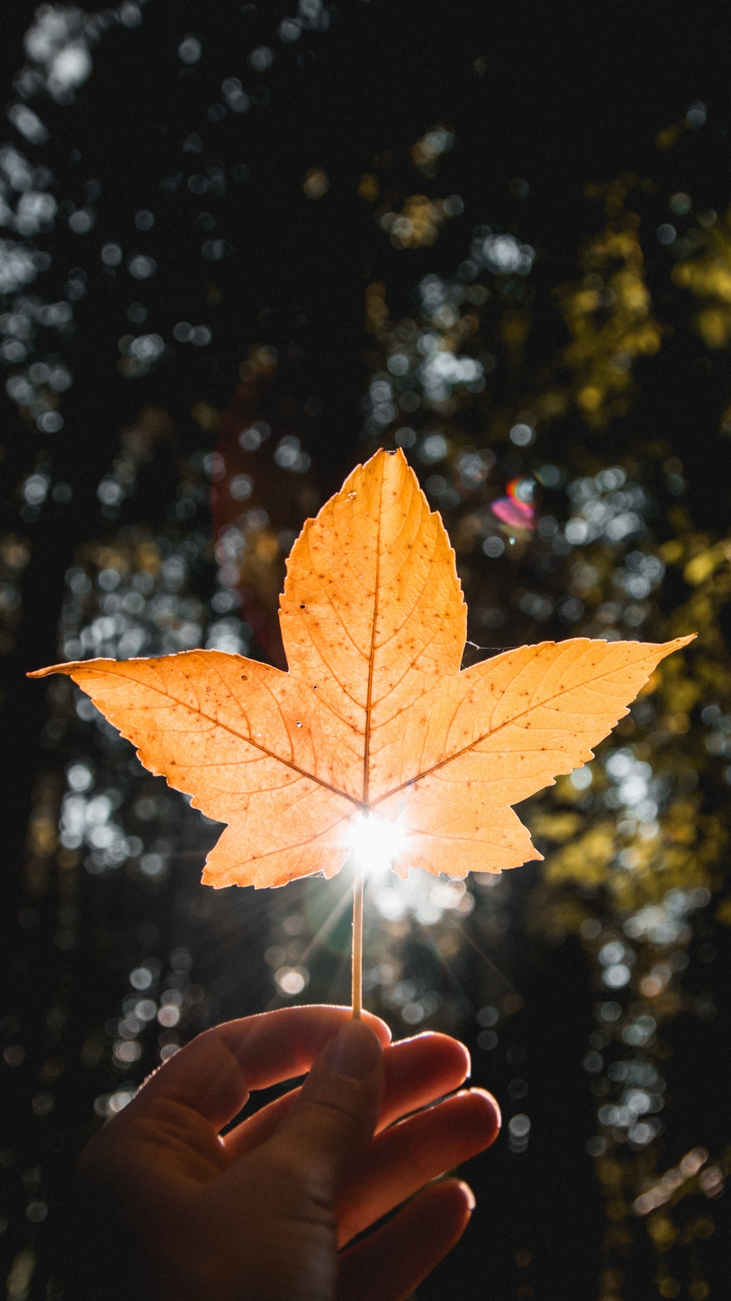 Обои лист, Апельсин, дерево, свет, желтый в разрешении 1440x2560