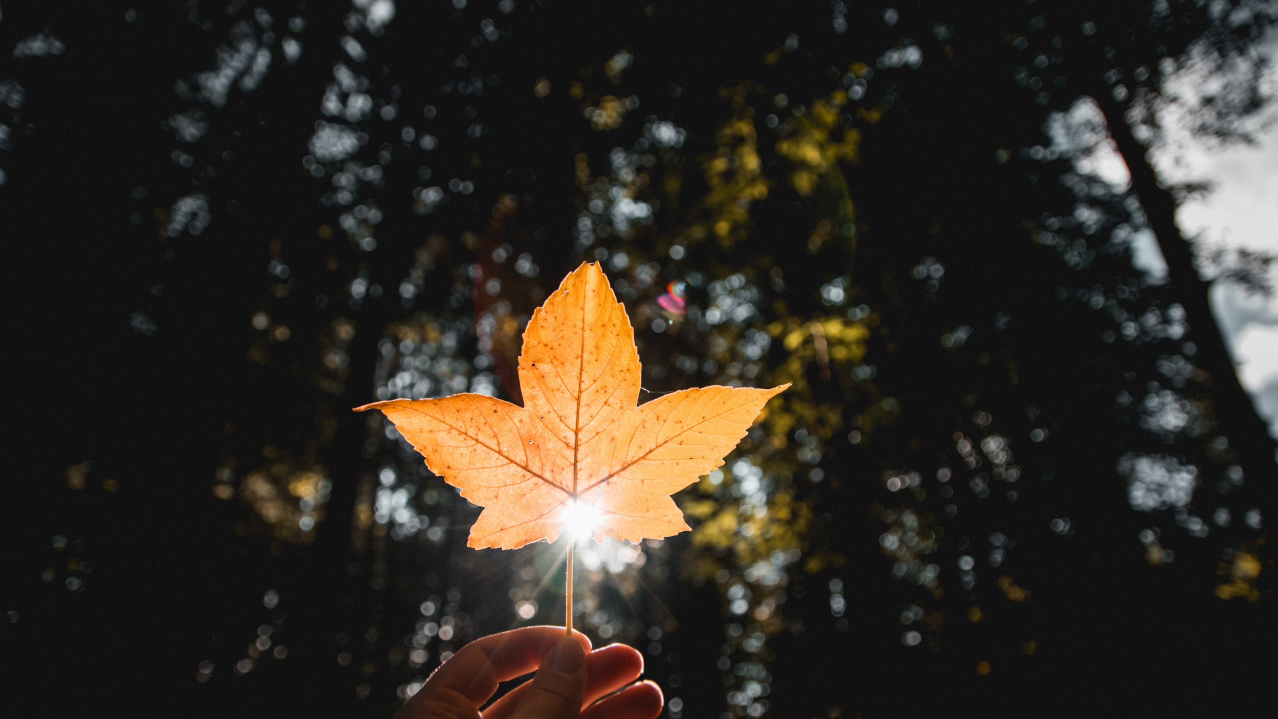 Обои лист, Апельсин, дерево, свет, желтый в разрешении 2560x1440