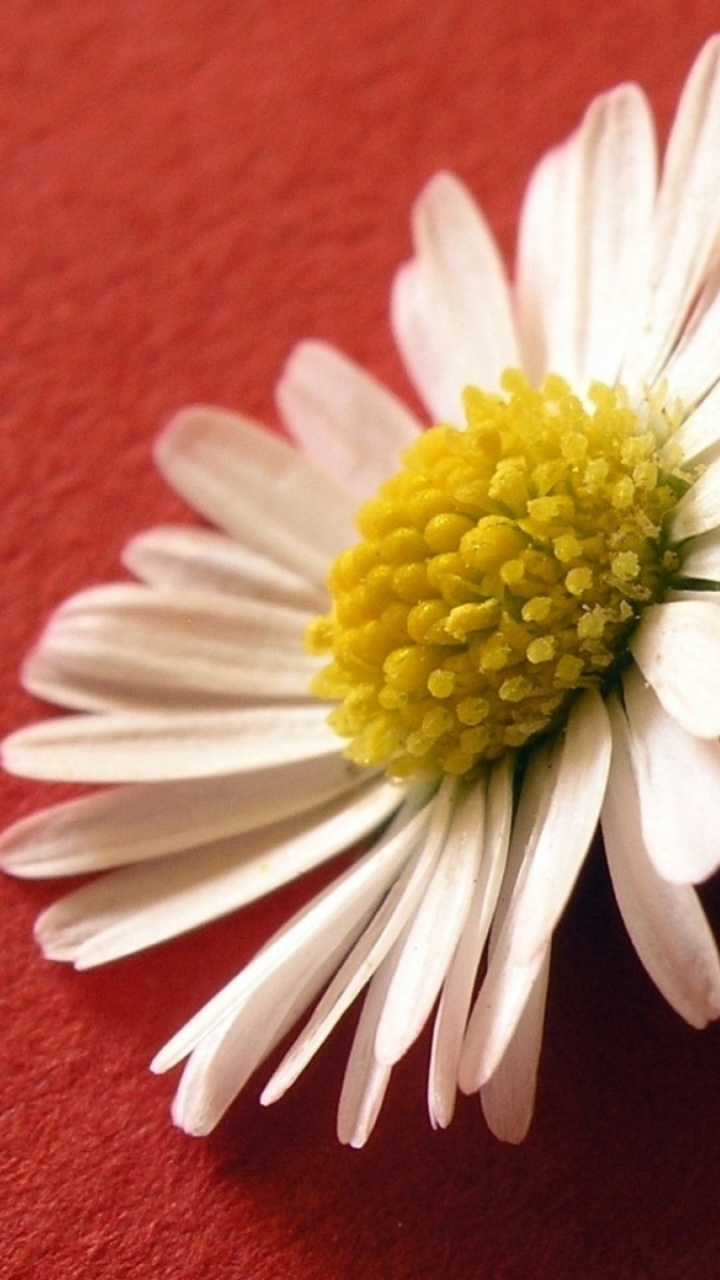 Обои Маргаритка, общие Дейзи, лепесток, цветковое растение, желтый в разрешении 720x1280