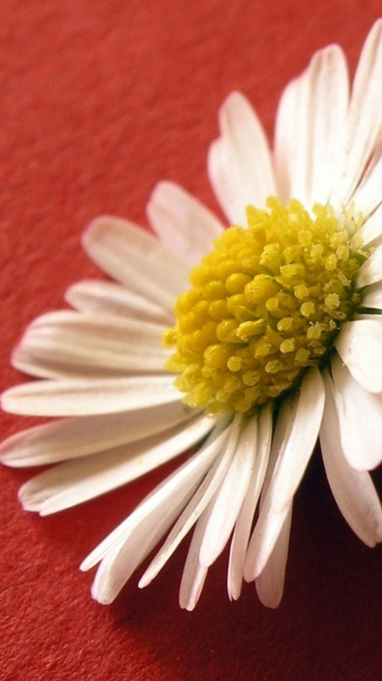 Обои Маргаритка, общие Дейзи, лепесток, цветковое растение, желтый в разрешении 750x1334