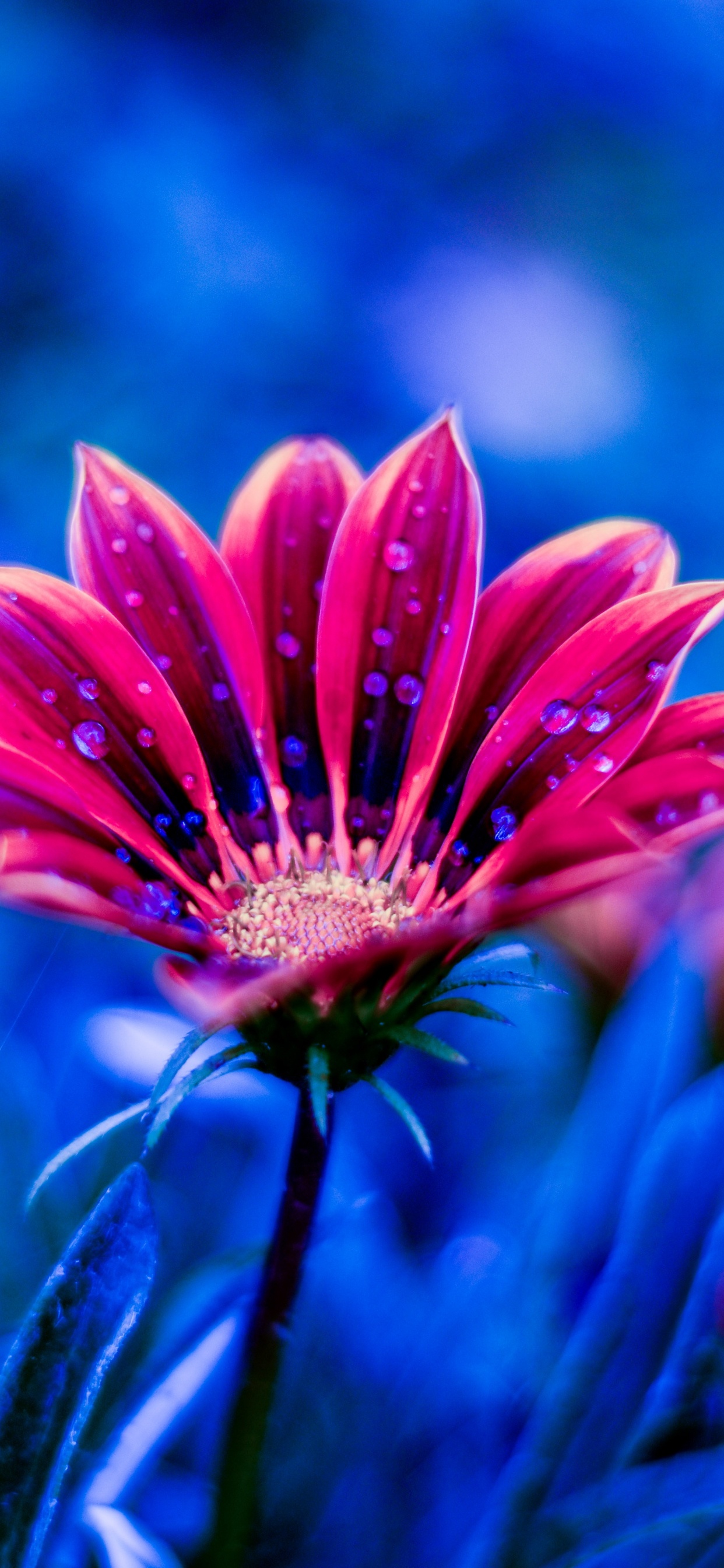 Обои цветок, тюльпаны, лепесток, синий, красный цвет в разрешении 1242x2688