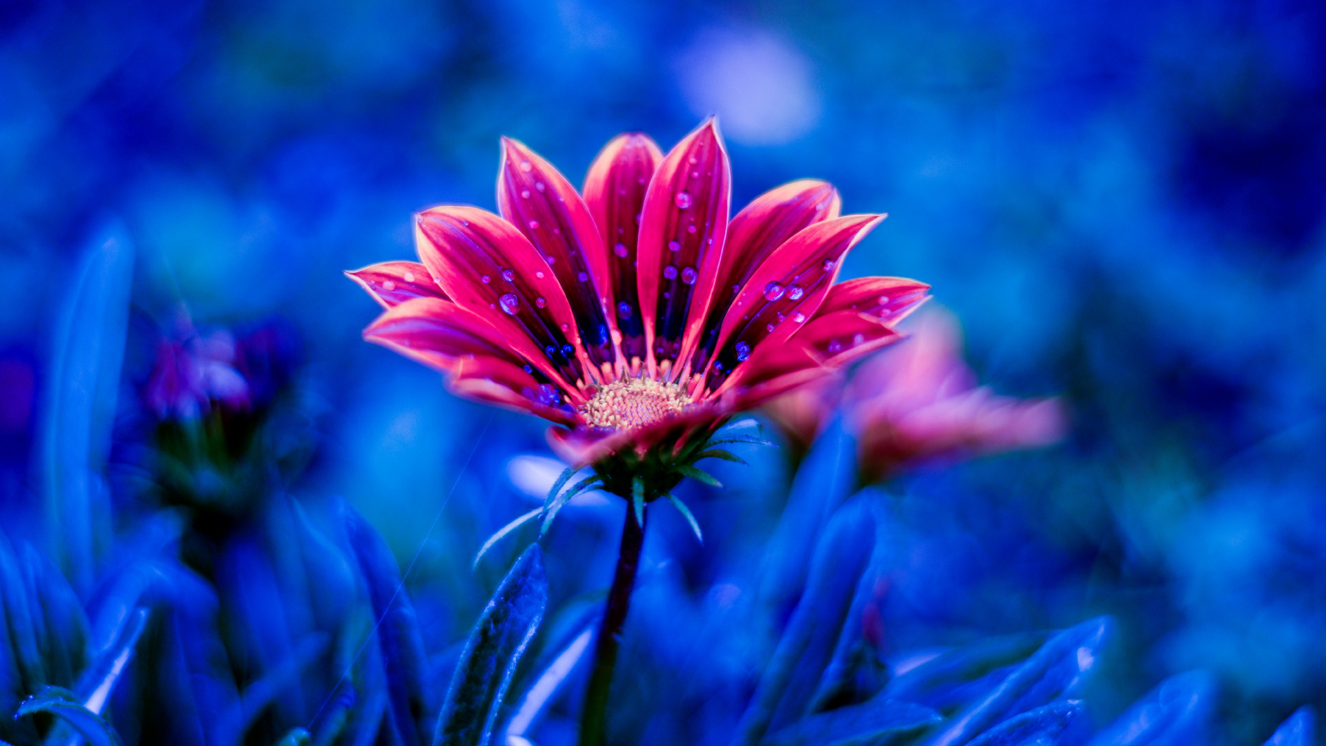 Обои цветок, тюльпаны, лепесток, синий, красный цвет в разрешении 1920x1080