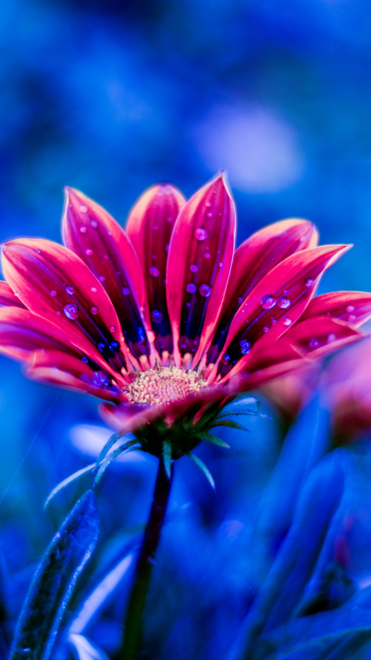 Обои цветок, тюльпаны, лепесток, синий, красный цвет в разрешении 750x1334