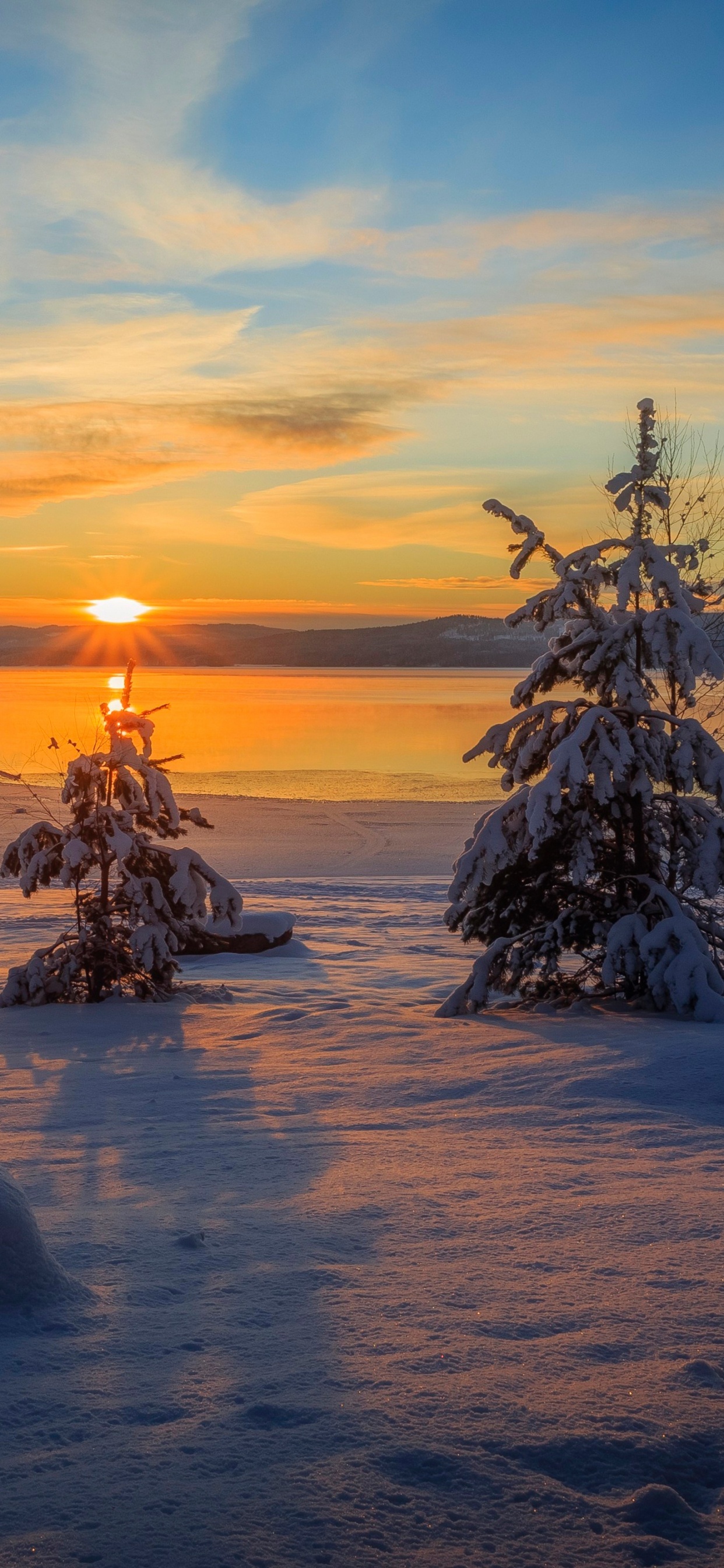 Обои восход солнца, закат, зима, снег, дерево в разрешении 1242x2688