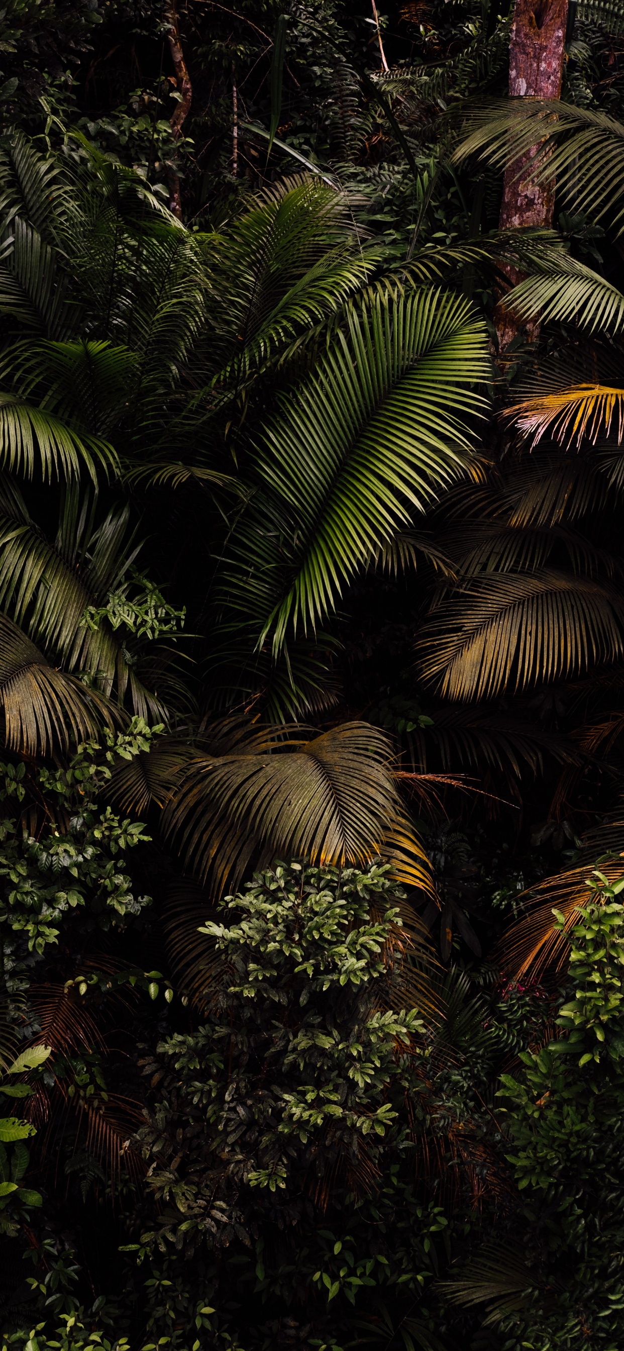 Обои растение, растительное сообщество, ветвь, наземное растение, дерево в разрешении 1242x2688