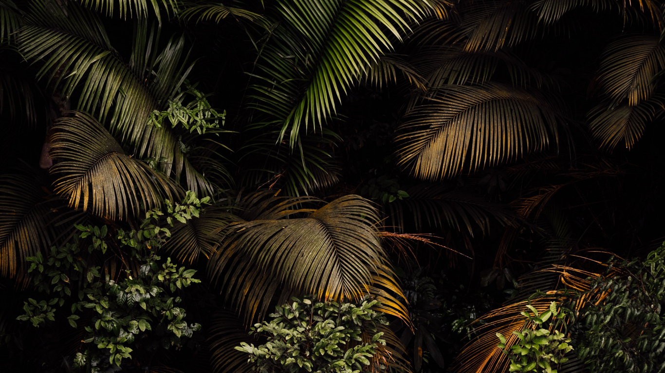 Обои растение, растительное сообщество, ветвь, наземное растение, дерево в разрешении 1366x768