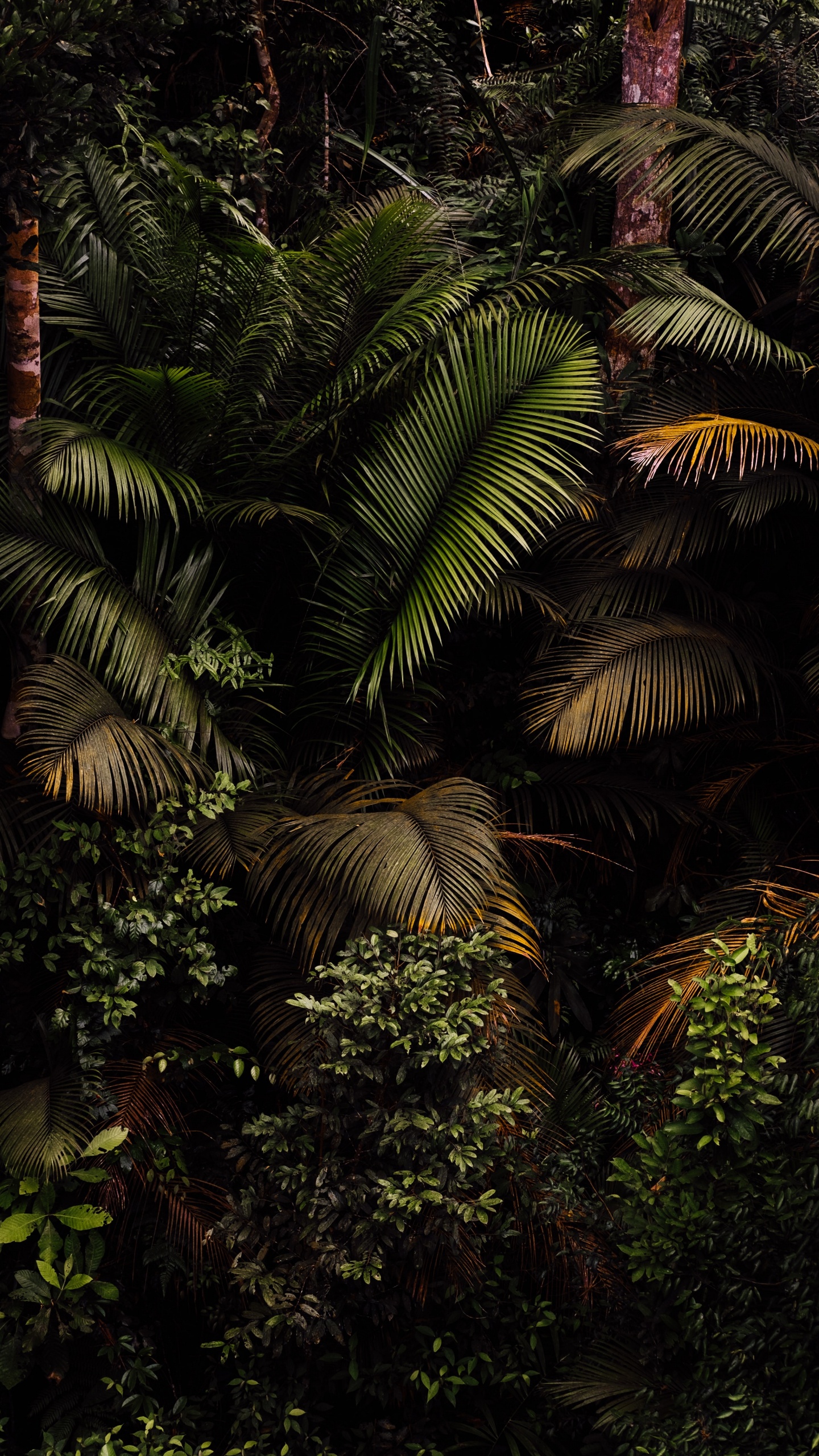 Обои растение, растительное сообщество, ветвь, наземное растение, дерево в разрешении 1440x2560