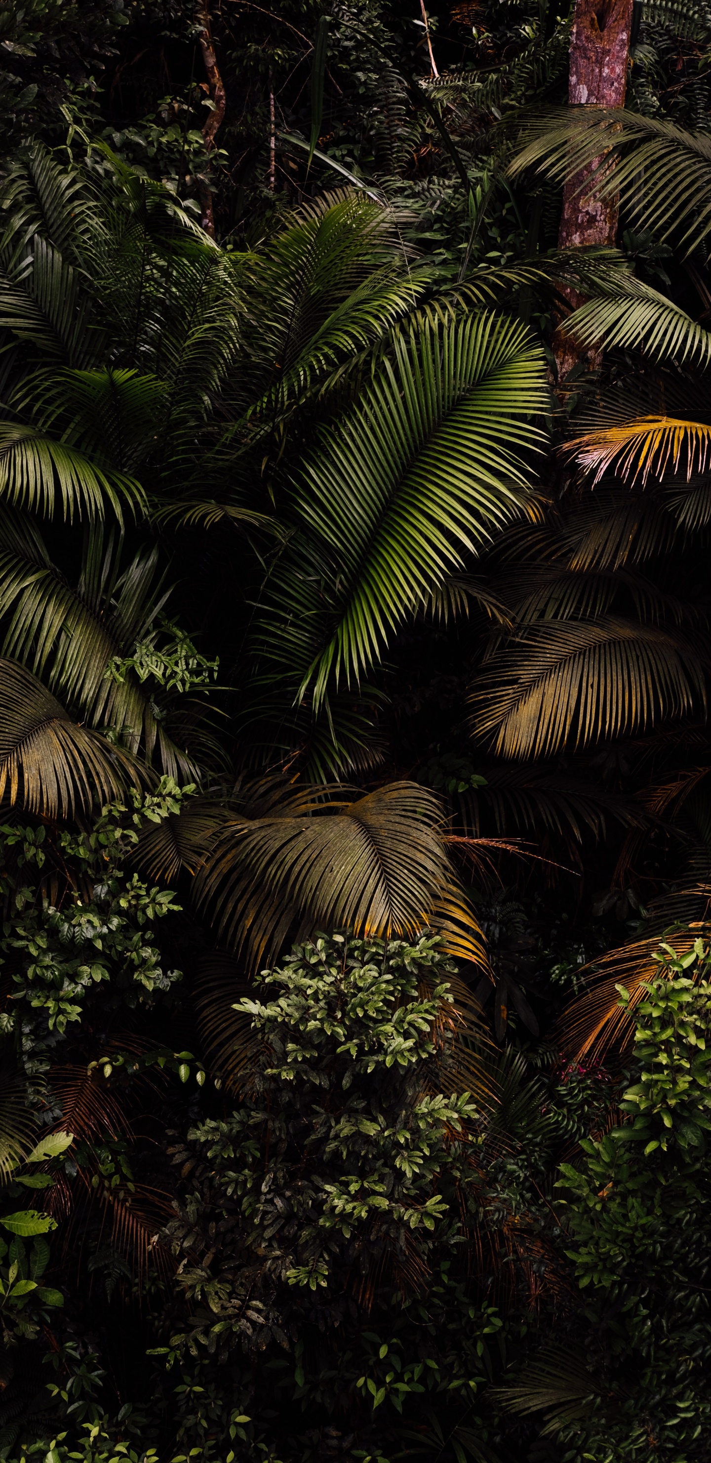 Обои растение, растительное сообщество, ветвь, наземное растение, дерево в разрешении 1440x2960