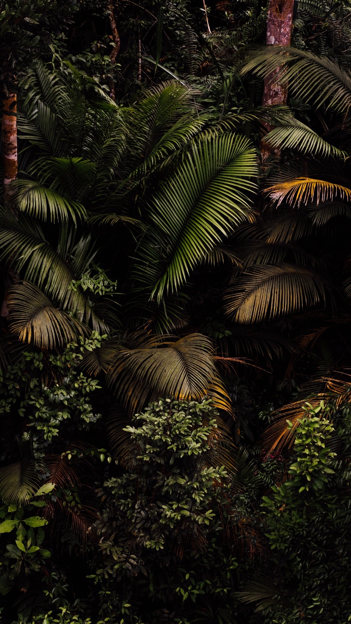 Обои растение, растительное сообщество, ветвь, наземное растение, дерево в разрешении 720x1280