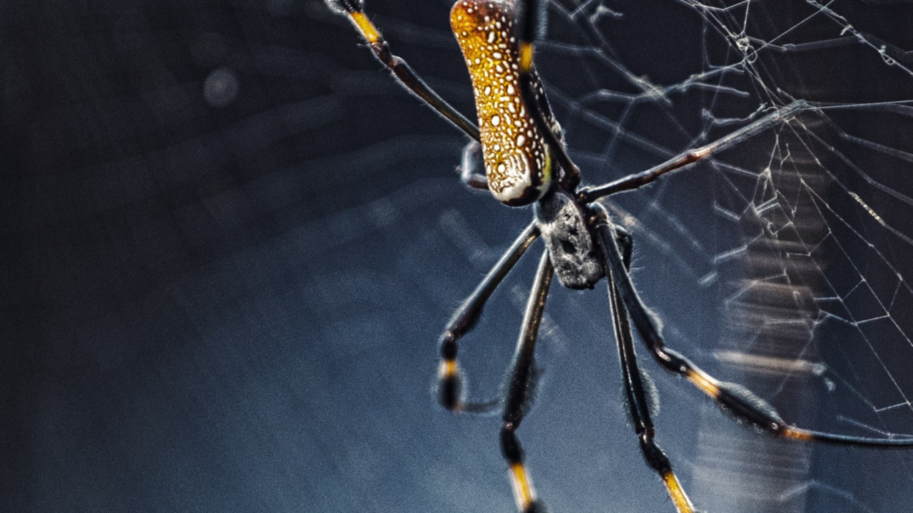 Обои паук, паутина, паукообразное насекомое, членистоногое, беспозвоночные в разрешении 1280x720