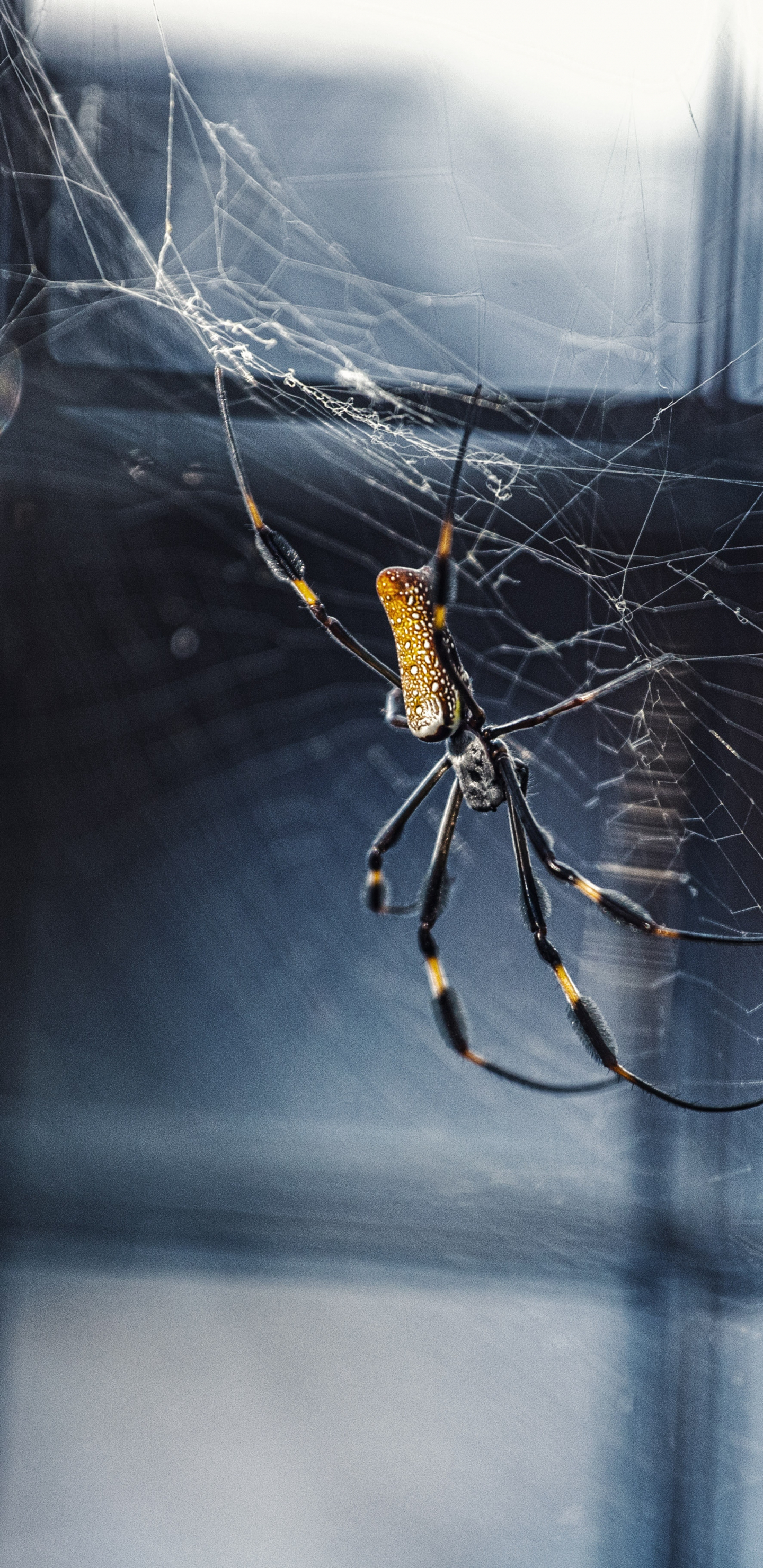 Обои паук, паутина, паукообразное насекомое, членистоногое, беспозвоночные в разрешении 1440x2960